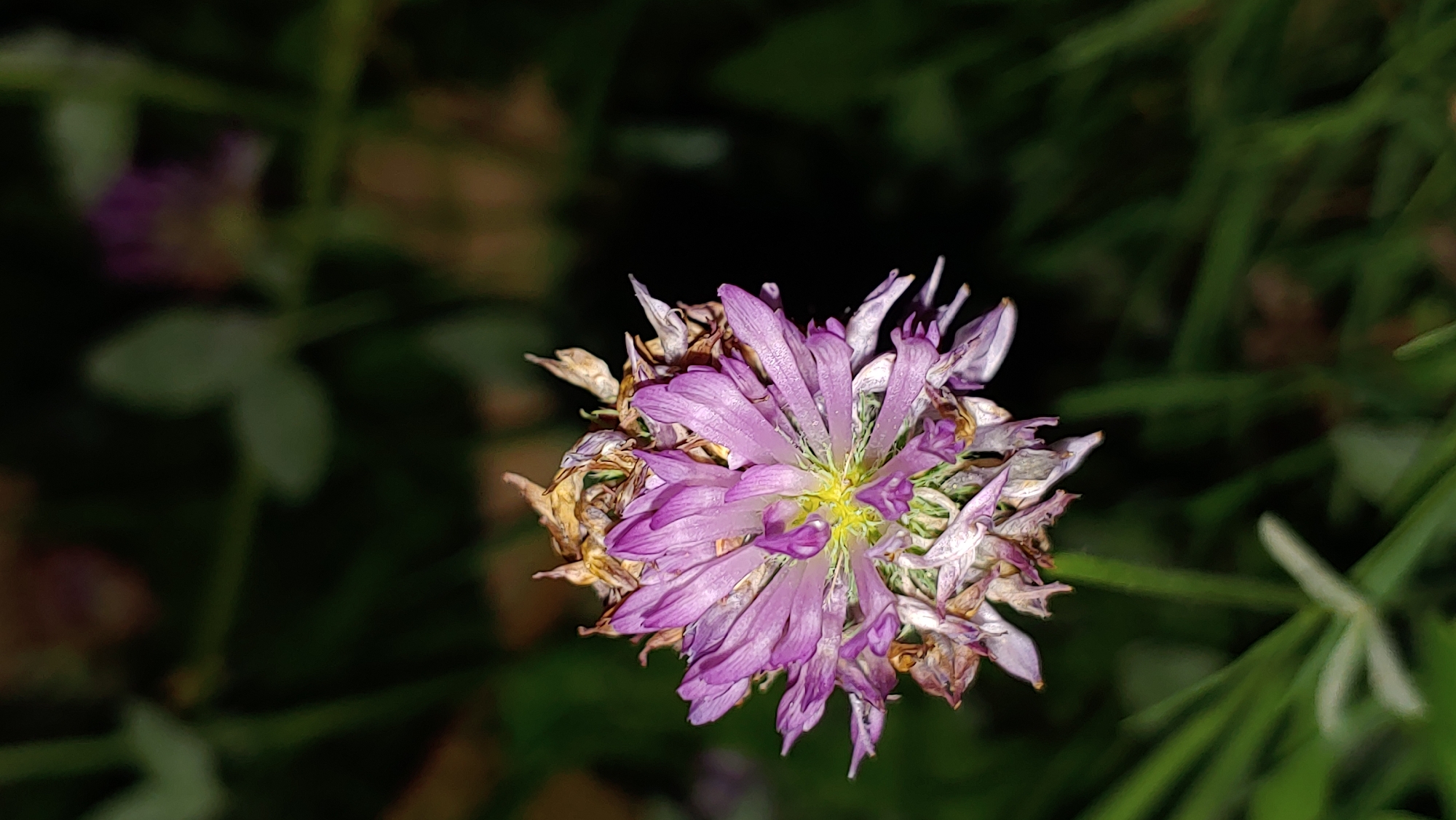 A close-up, portrait-oriented photograph showcases a dying crimson clover flower, Trifolium pratense, in the city of Mukachevo, Ukraine. The flower, with its purple petals and yellow center, is in a state of decay, with some petals wilted and brown. The background is a blur of dark green foliage, suggesting an outdoor setting. The image has a shallow depth of field, with the flower in sharp focus and the background out of focus. The lighting appears to be natural, possibly from a flash, creating a slight highlight on the petals and leaves.