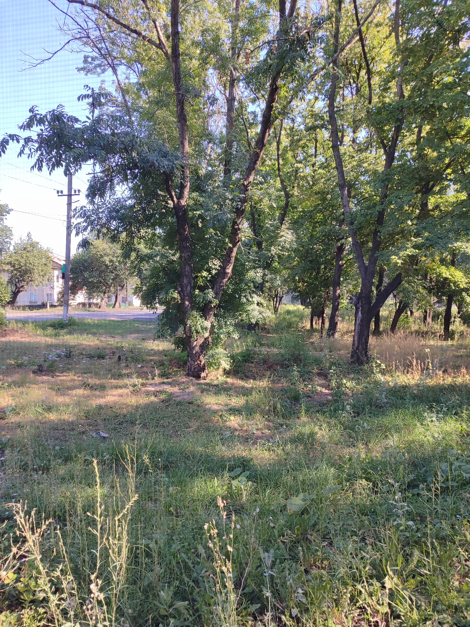 The image shows a street scene in an urban area with trees lining a road. In the foreground, there is a patch of overgrown grass and weeds, with some dry stalks of plants catching the sunlight. Several trees with green foliage are visible, casting shadows on the ground. A power pole with wires is also present on the left side of the image. In the background, a road is visible, with buildings on the opposite side. The sky is clear and blue.