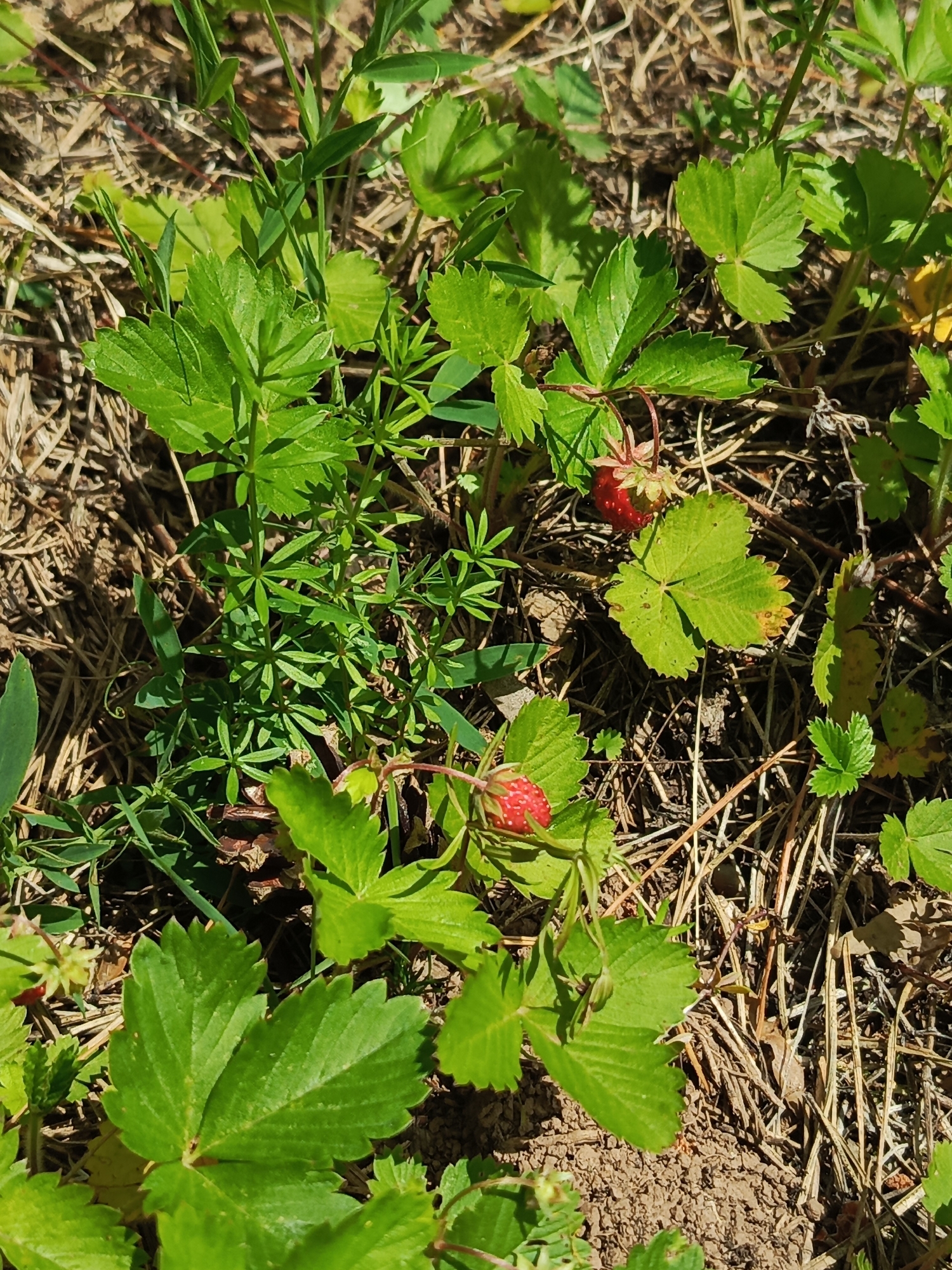 In Chumna, Russia, a patch of wild strawberries grows amidst dry grass and soil. Two ripe, red strawberries are visible, each nestled among vibrant green leaves. The leaves are serrated and have a somewhat heart shape. The ground is covered with a layer of dried grass and twigs, indicating a natural, outdoor setting. The lighting suggests it is daytime, with sunlight casting shadows on the ground.