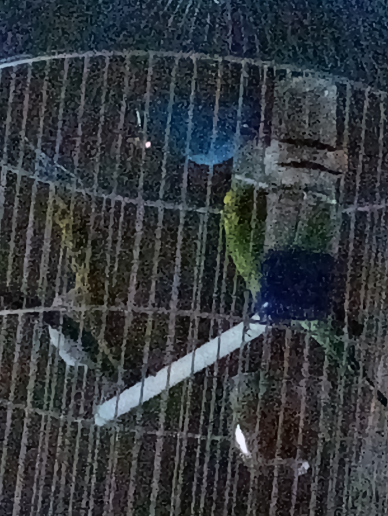 The image shows two budgerigars inside a cage. One budgerigar is predominantly green, and the other is mostly yellow. They are perched on a white wooden dowel, which appears to be a perch. In the background, there is a dark blue object, possibly a food or water container. The cage bars are visible, creating a grid pattern throughout the image. The lighting is dim, suggesting the photograph was taken in low-light conditions. The overall setting appears to be an indoor environment, likely a domestic space, but the specific location within Fastiv, Ukraine cannot be determined from the visual information provided.