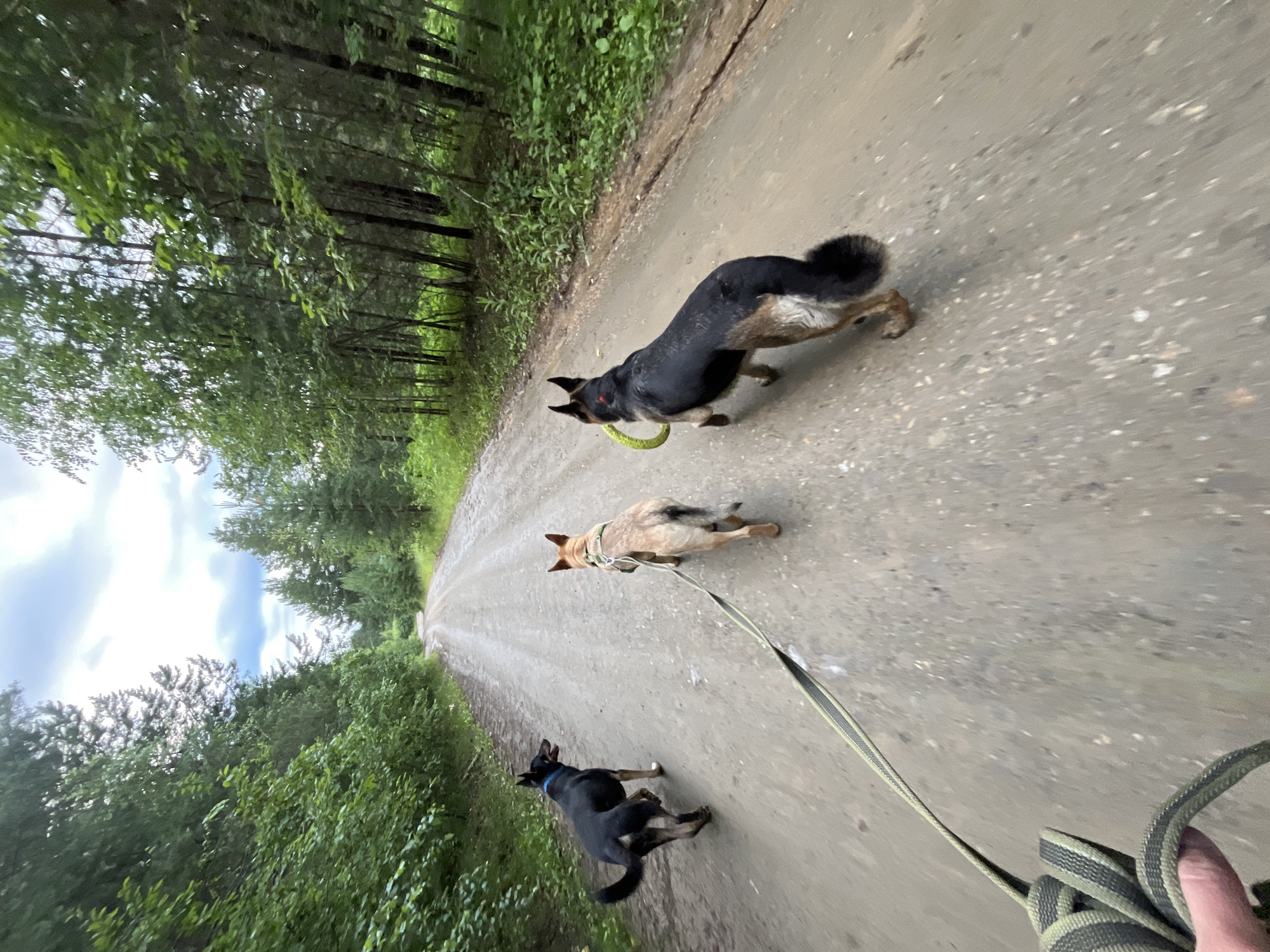A first-person perspective shot shows three dogs walking on a dirt road through a forest. The road is wet and appears to be recently rained on. The trees are dense and the sky is cloudy. The dog in the foreground on the left is black and brown. The dog in the middle is tan with a green leash attached to its collar. The dog on the right is black and tan and is carrying a green ring toy in its mouth. The shot is taken from behind the dogs, with a hand holding a striped leash in the lower left corner. This scene does not appear to be in Nizhny Tagil, Russia, but rather a wooded area with a dirt road.