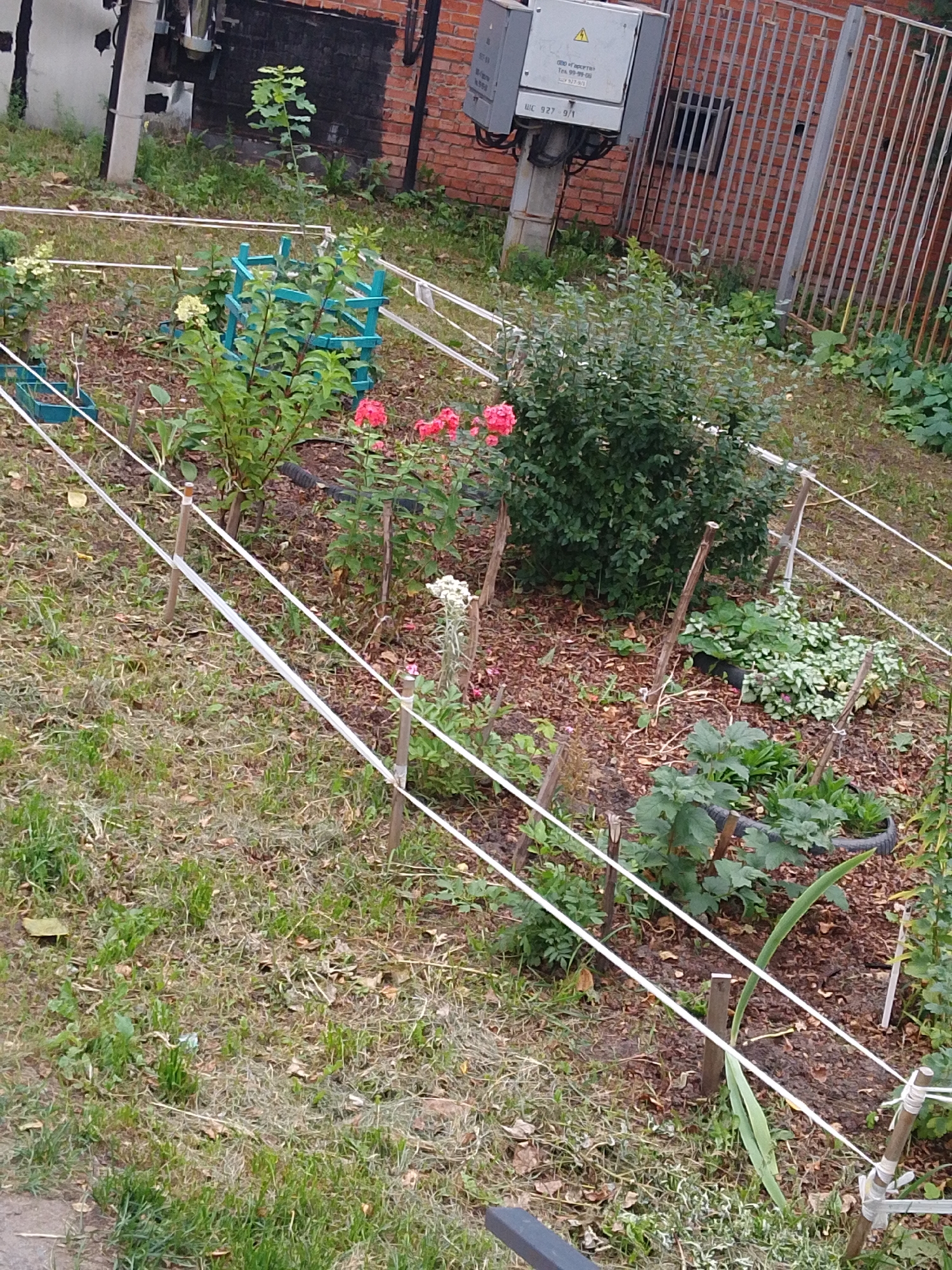 A mid-angle, medium shot captures a residential garden area. The foreground is dominated by a lawn, with some bare patches and scattered leaves. A fence, made of thin white cords strung between wooden stakes, runs diagonally across the image. In the middle ground, a variety of plants and bushes are visible, some with pink and red flowers. A small blue structure, possibly a planter or garden feature, is also present. The background features a brick wall and a metal fence. A gray electrical box with warning symbols and Cyrillic text is mounted on a pole to the left of the metal fence. The lighting suggests an overcast day.