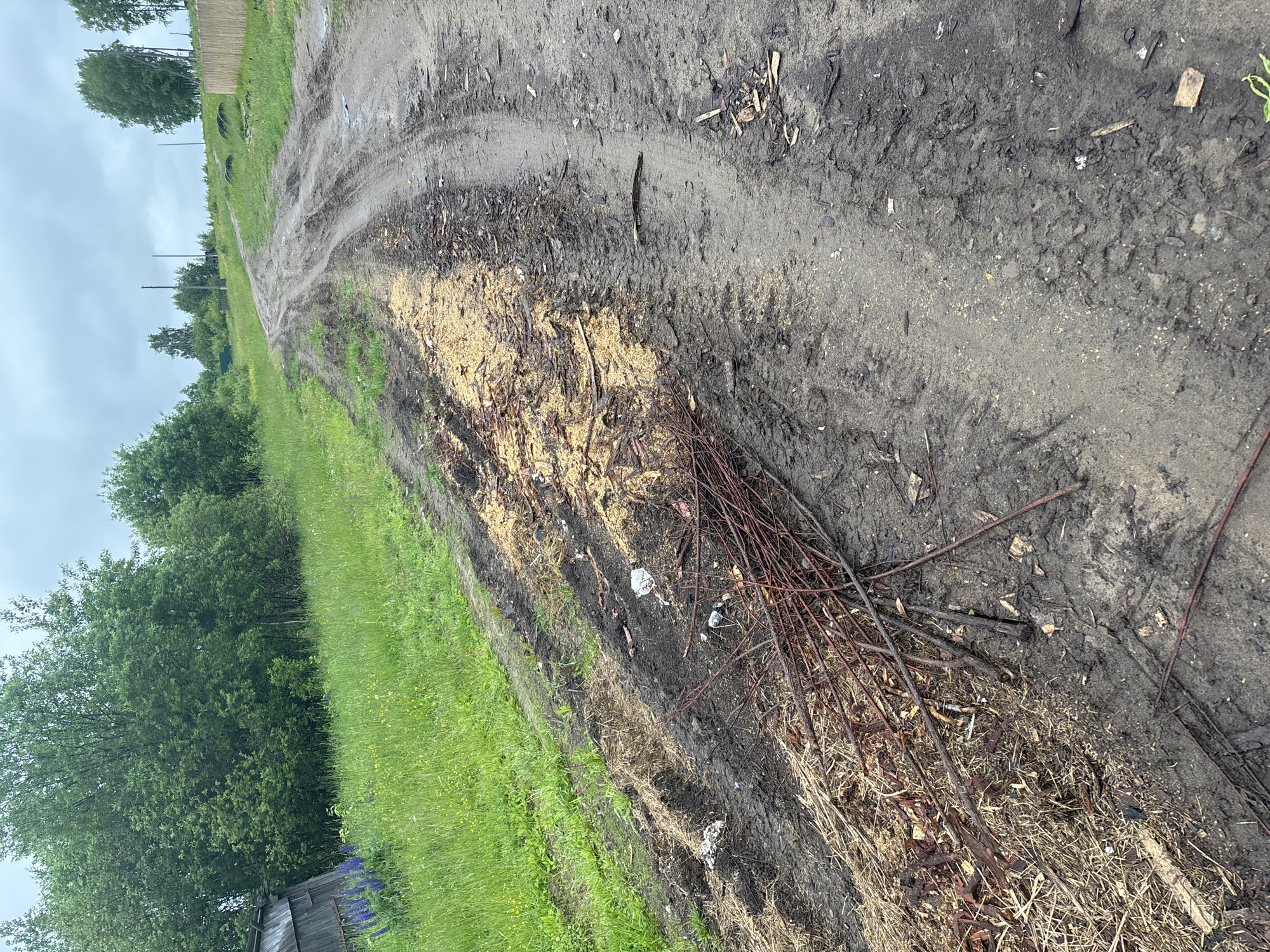 The image depicts a muddy, unpaved rural road in Kurgan, Russia, on a cloudy day. The road is heavily rutted from tire tracks, suggesting recent vehicle passage. To the left of the road, a patch of dry grass and wood chips is visible, possibly the result of recent landscaping or debris removal. Further to the left, a wooden shed is partially visible, with a cluster of purple lupine flowers growing nearby. The road curves upwards into the distance, flanked by green grass and trees on either side. In the background, more trees and a simple wooden fence can be seen, hinting at a residential or agricultural area. There are no people visible in the image. The overall impression is one of a somewhat neglected, rural environment.
