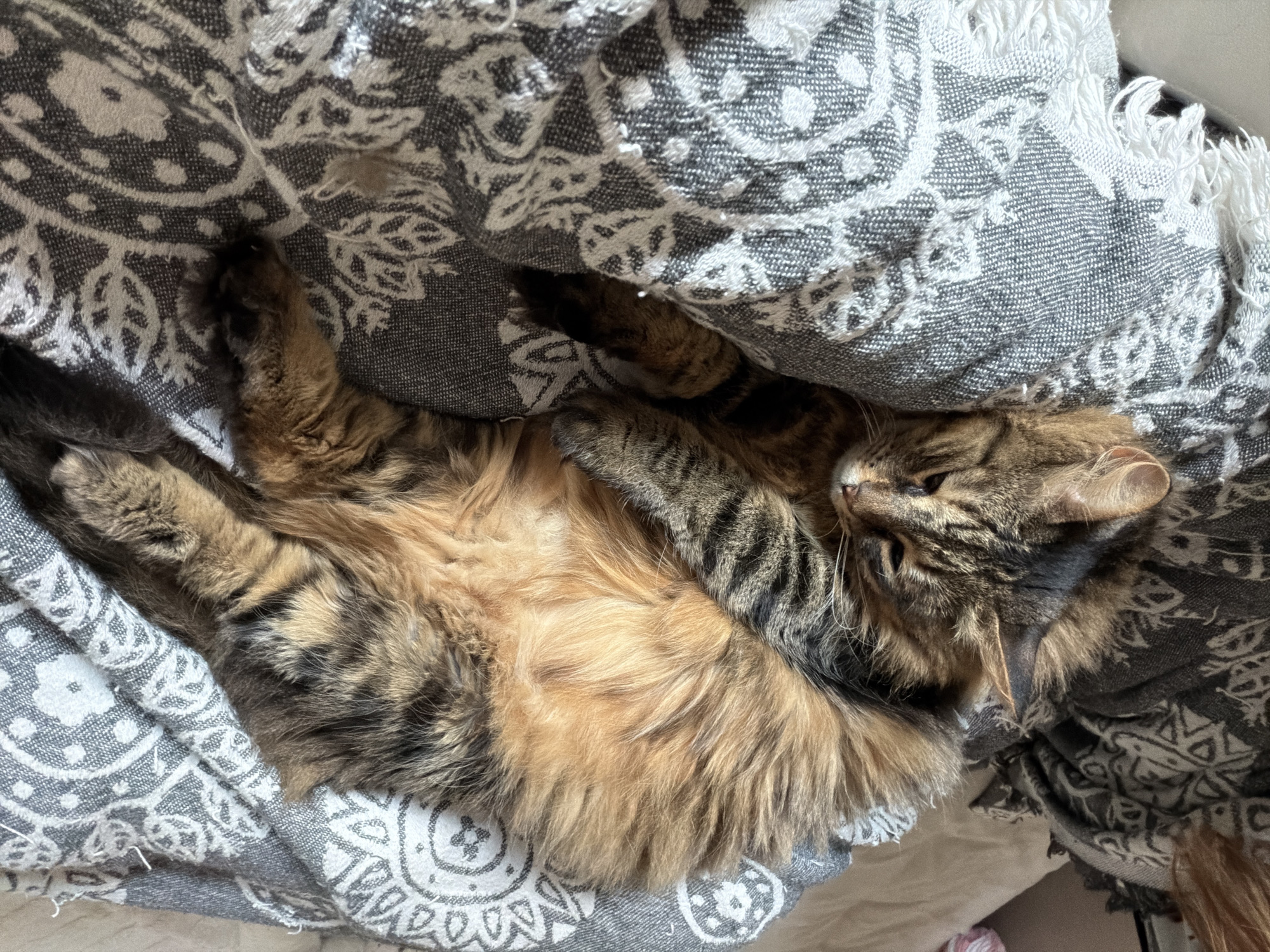 A long-haired tabby cat is nestled under a grey and white patterned blanket. The cat is lying on its back with its paws curled in towards its chest. Its belly is exposed, showing a mix of brown and tan fur. Part of the blanket is draped over its head, obscuring some of its face. The background is indistinct. The city of Boreti, Montenegro is not visible, nor is there any indication this image was taken there.