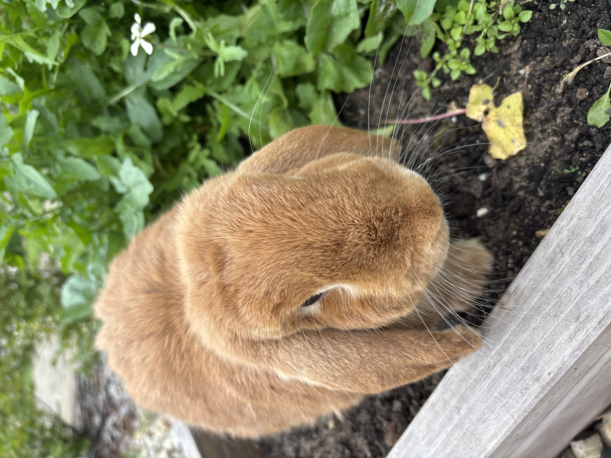 A close-up shot shows the upper body of an orange lop-eared rabbit in a raised garden bed. The rabbit is facing downwards, with its long ears resting on its sides. Its fur is short and soft. The rabbit is positioned in dark soil, with a wooden border in the foreground. In the background, green foliage and a small white flower are visible. The scene is outdoors, likely in a garden setting. The image does not contain any information about the city of Zvenigorod, Russia, nor does it depict any people or specific actions or interactions.