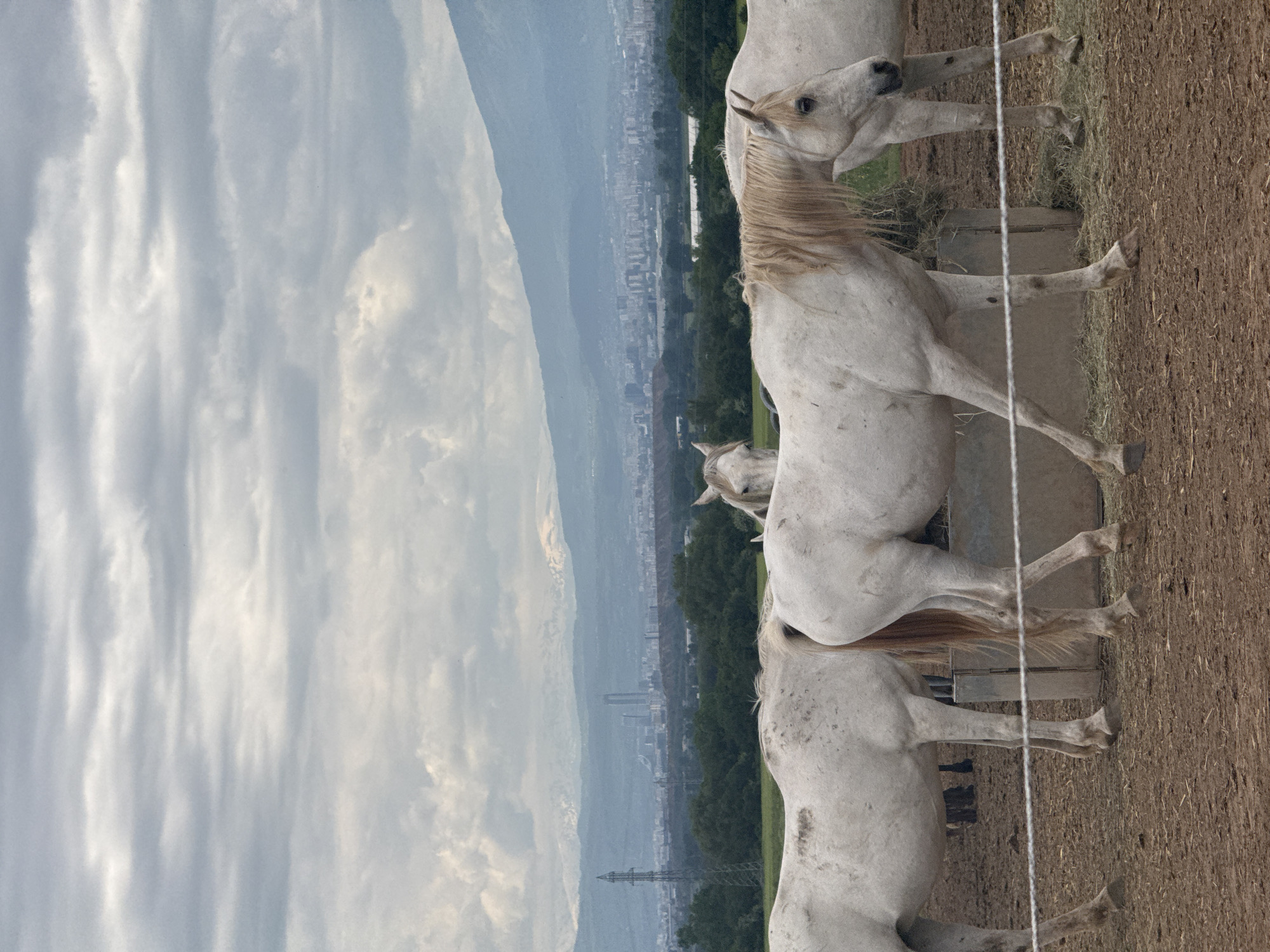 The image shows a landscape with several white horses in a paddock. The sky is overcast with textured clouds. In the background is a cityscape, partially obscured by haze or mist, suggesting a location near a city. Based on the prompt specifying Voynegovtsi, Bulgaria, the cityscape is likely that of Sofia, viewed from a distance. The horses are near a feeding trough and appear to be grazing or resting. The foreground consists of the paddock's dirt and grass. A power line extends into the distance and leads to the cityscape.