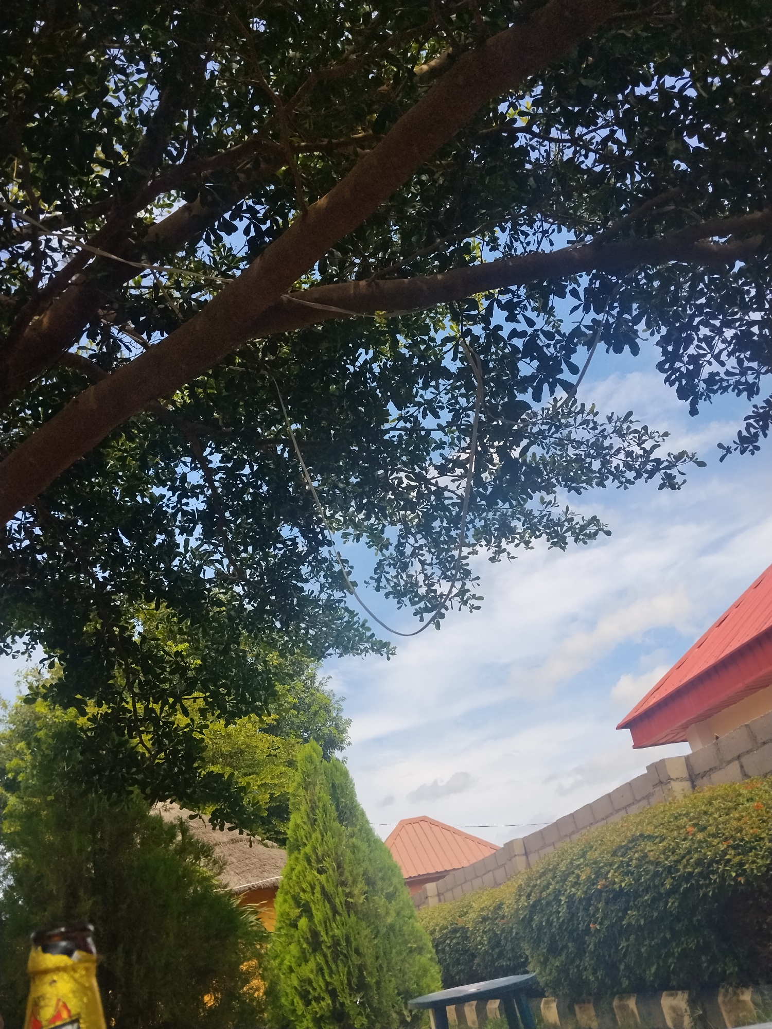 The image captures a view looking up through the branches of a large tree towards a cloudy blue sky. In the foreground, the top of a beer bottle is visible on the left. Beyond the tree, several structures are partially visible, including a building with a red-tiled roof and a fence made of concrete blocks, as well as other buildings with orange-tiled roofs. There are also lush green trees and bushes in the midground. The overall setting appears to be an outdoor area, possibly a backyard or a recreational space, in Mangu Town, Nigeria.