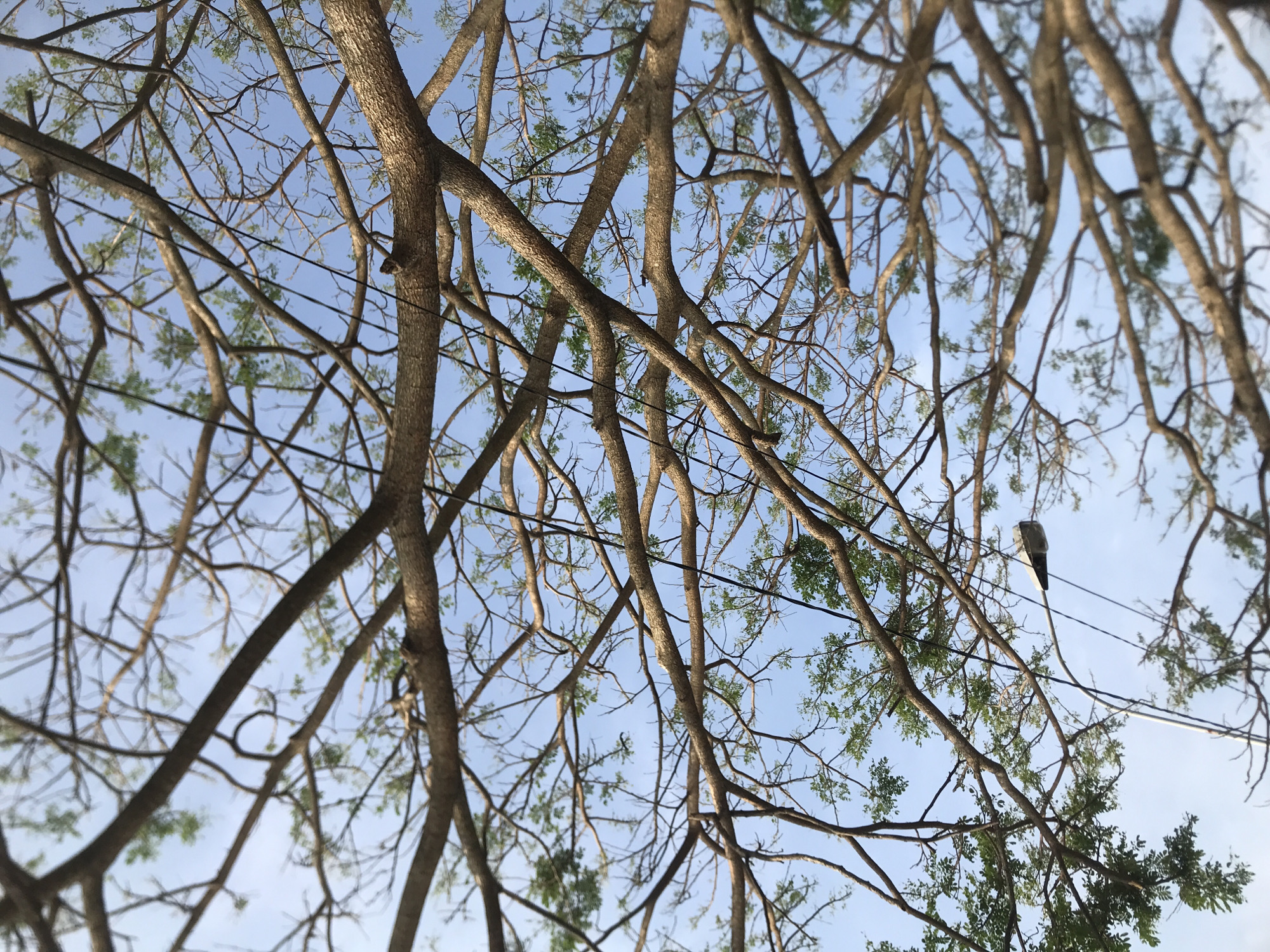 The image shows a view looking up through the branches of trees in Lhokseumawe, Indonesia. The branches are brown and bare with few leaves, spread across the light blue sky. Electrical wires are strung between the branches, and there is a streetlight attached to one of the wires on the right side of the frame.