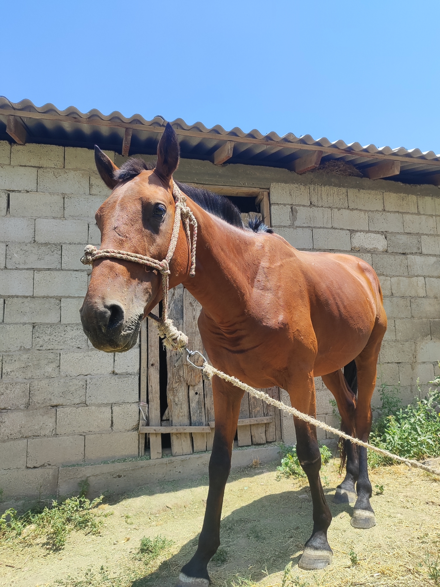 An image shows a brown horse standing outdoors in front of a building. The building is constructed of concrete blocks and has a corrugated metal roof. There is a wooden doorway on the building. The horse is wearing a rope halter and is tethered by a rope that is visible in the foreground. The ground is covered in dirt and dry grass, with some green vegetation to the right of the building. The sky is clear and blue. The location is identified as Sultonobod, Tajikistan.