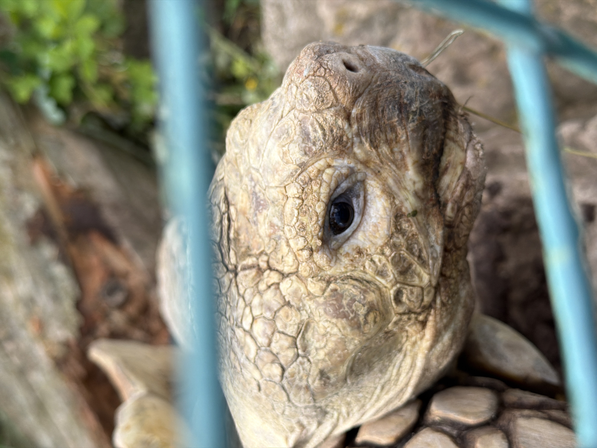 A close-up, eye-level shot focuses on the head of a large tortoise, partially obscured by a blurry turquoise bar in the foreground. The tortoise's skin is rough and textured with a scaly pattern, primarily in shades of beige and brown. Its right eye, dark and somewhat beady, is clearly visible, looking forward. A nostril is also visible on its snout. The background is out of focus, showing elements of what appears to be an outdoor enclosure with rough-hewn logs or rocks and some greenery. There is no indication of the city of Izhevsk, Russia, in the image.