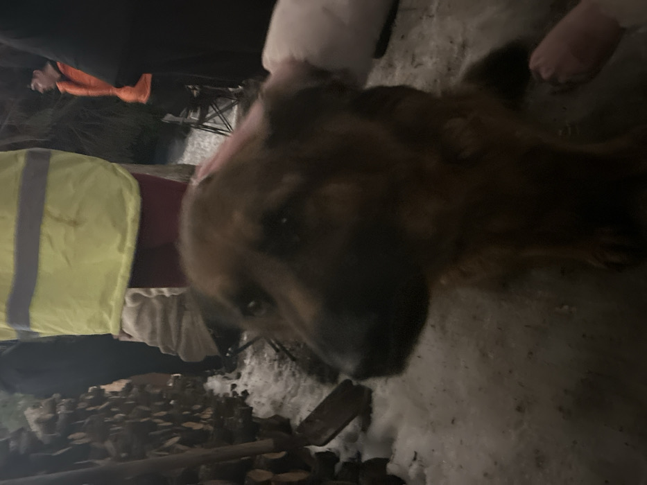 The image depicts an outdoor, nighttime or evening scene in Lesnoy, Russia, characterized by snow-covered ground. A medium-to-large-sized dog, appearing to be a German Shepherd or similar breed with tan and dark fur, is positioned prominently in the foreground, looking towards the viewer. A human hand, appearing from the right, is shown gently stroking the dog's head. A light-skinned foot, possibly bare or in a light slipper, is also visible near the bottom right, adjacent to the dog.
In the mid-ground, several individuals are present. One person wears a bright yellow high-visibility vest with reflective stripes over dark red trousers. Another individual in an orange puffer vest over dark attire is visible to the right, looking towards the right side of the frame. Other persons in dark clothing are partially visible in the background.
To the left, a substantial stack of cut firewood is present, partially covered by snow. A wooden-handled shovel with a metal blade leans against the woodpile. A dark folding chair is situated in the mid-ground to the right. The overall lighting is dim, suggesting artificial illumination or ambient light under dark conditions.
