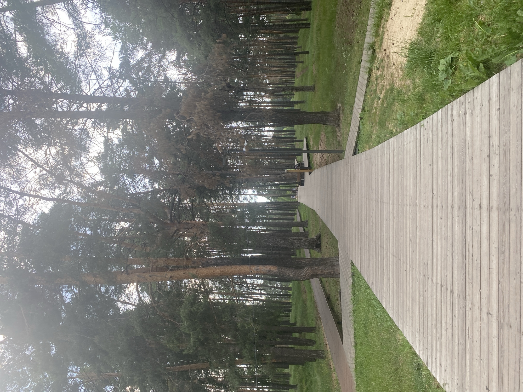 The image shows a wide, light-colored wooden boardwalk winding through a forest of tall pine trees. The boardwalk appears to be made of planks laid lengthwise. To the left of the boardwalk, there is green grass and another path, possibly made of reddish-brown material. To the right of the boardwalk, there is also green grass and some sandy soil, with the trees continuing into the distance. String lights are visible hanging between some of the trees in the background. The lighting suggests it is daytime, possibly late afternoon or early evening, with a slightly hazy or overcast sky. There are a few people visible in the distance on the boardwalk, one appearing to walk and another sitting on a bench. The scene depicts a park or recreational area, likely in the city of Zelenodol'sk, Russia, designed for pedestrian access through a natural environment.