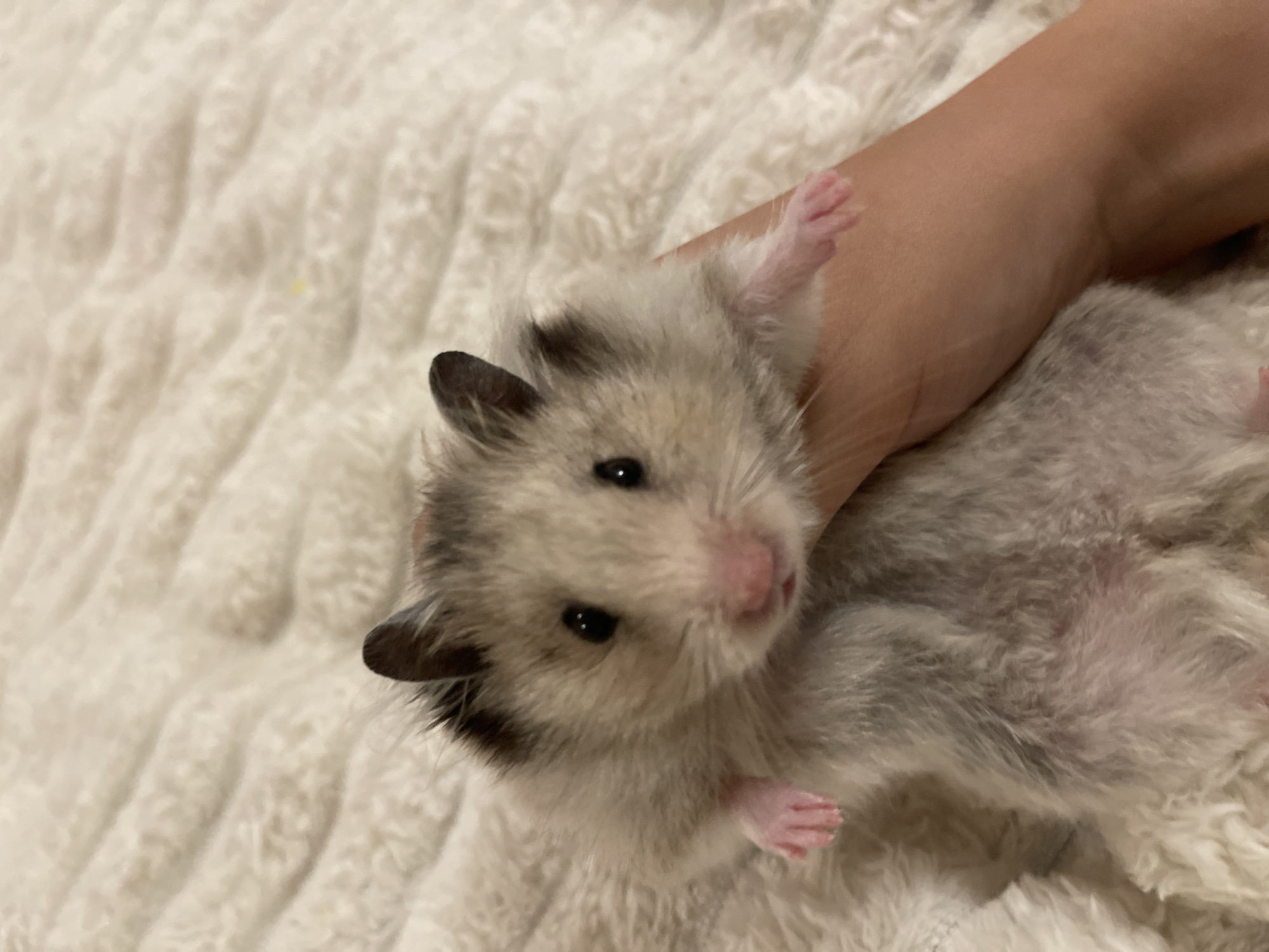 A close-up, eye-level shot shows a fluffy, grey and white hamster being held in a person's hand. The hamster's fur is light grey with darker grey markings on its head and back. It has black eyes and a small pink nose. Its tiny pink paws are visible. The hamster is resting on a white, textured blanket. The hand holding the hamster is lightly tanned. The background consists entirely of the textured white blanket, which appears to be a soft fabric with a raised, wave-like pattern. The lighting is warm and soft, creating a shallow depth of field that blurs the background. The image does not contain any identifiable elements that would allow for a specific location in Tallinn, Estonia, or any other city, to be determined.