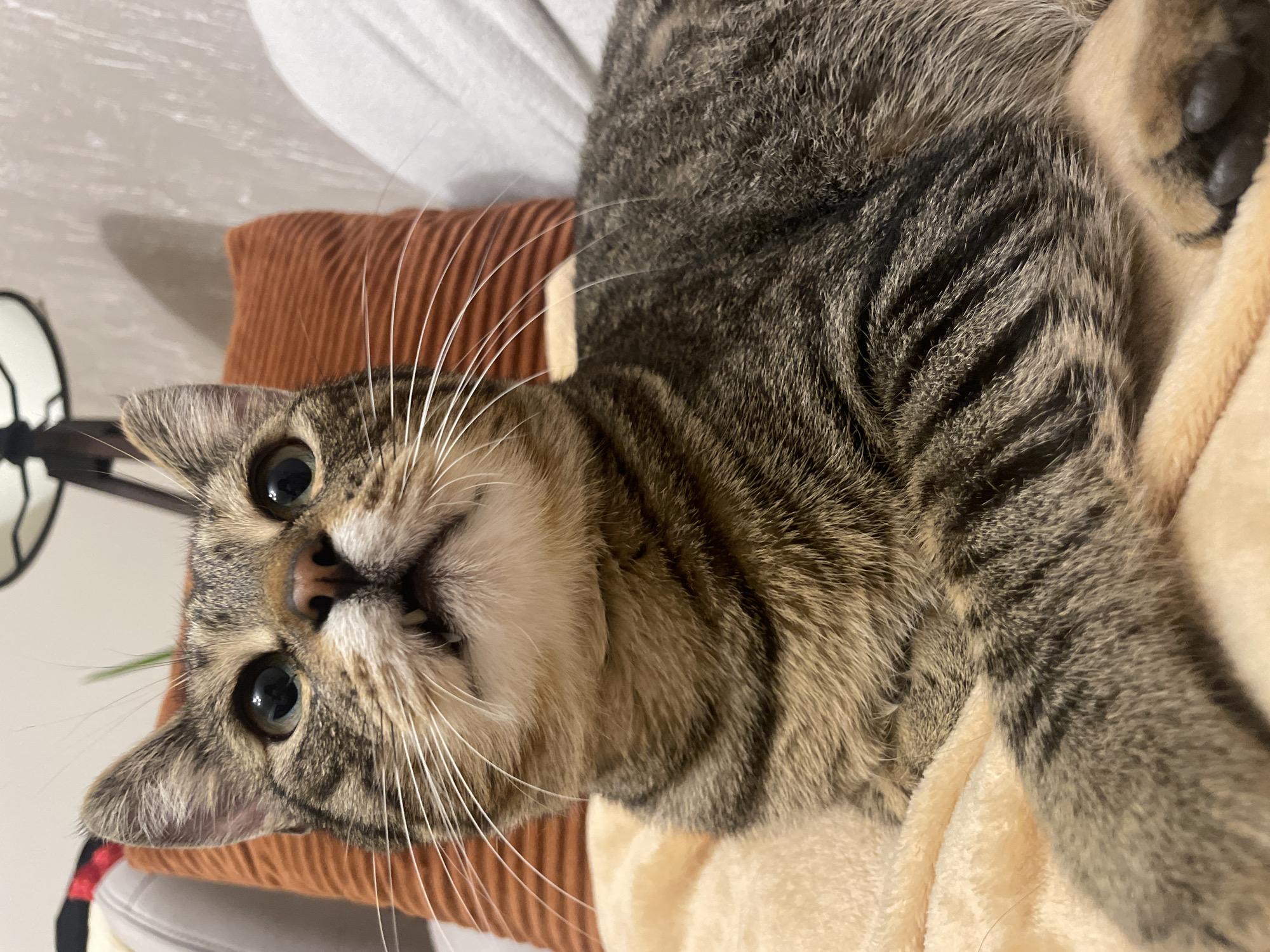 A close-up, eye-level shot captures a tabby cat lying on a peach-colored blanket indoors. The cat is facing upwards and slightly to the left, with its mouth partially open, revealing two small teeth. Its eyes are large and dark, looking directly at the camera. The cat has prominent white whiskers that fan out from its nose. Behind the cat, an orange corduroy pillow is visible, and further in the background, a textured light-colored wall and the edge of a sofa can be seen. The lighting is soft, highlighting the cat's fur and facial features. The scene appears to be in a residential indoor setting, likely a living room or bedroom.