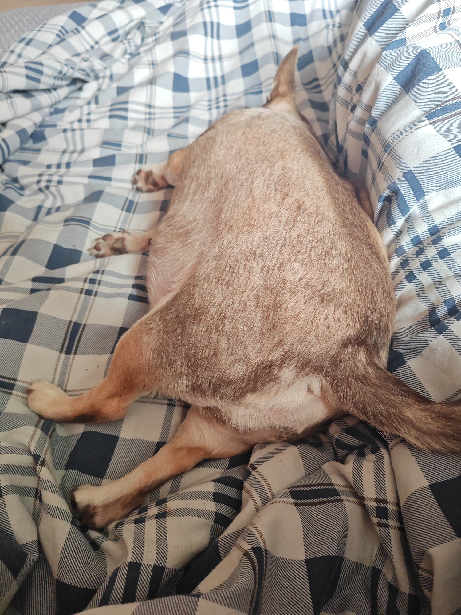 A medium-sized tan dog is lying on a bed covered with a blue and white plaid blanket and pillow. The dog is positioned with its head tucked against the pillow, obscuring its face, while its legs are splayed out on the blanket. The focus of the image is primarily on the dog's rear and legs. The environment suggests an interior bedroom setting. The location in the city of Saint Petersburg, Russia, is not discernible from the image.