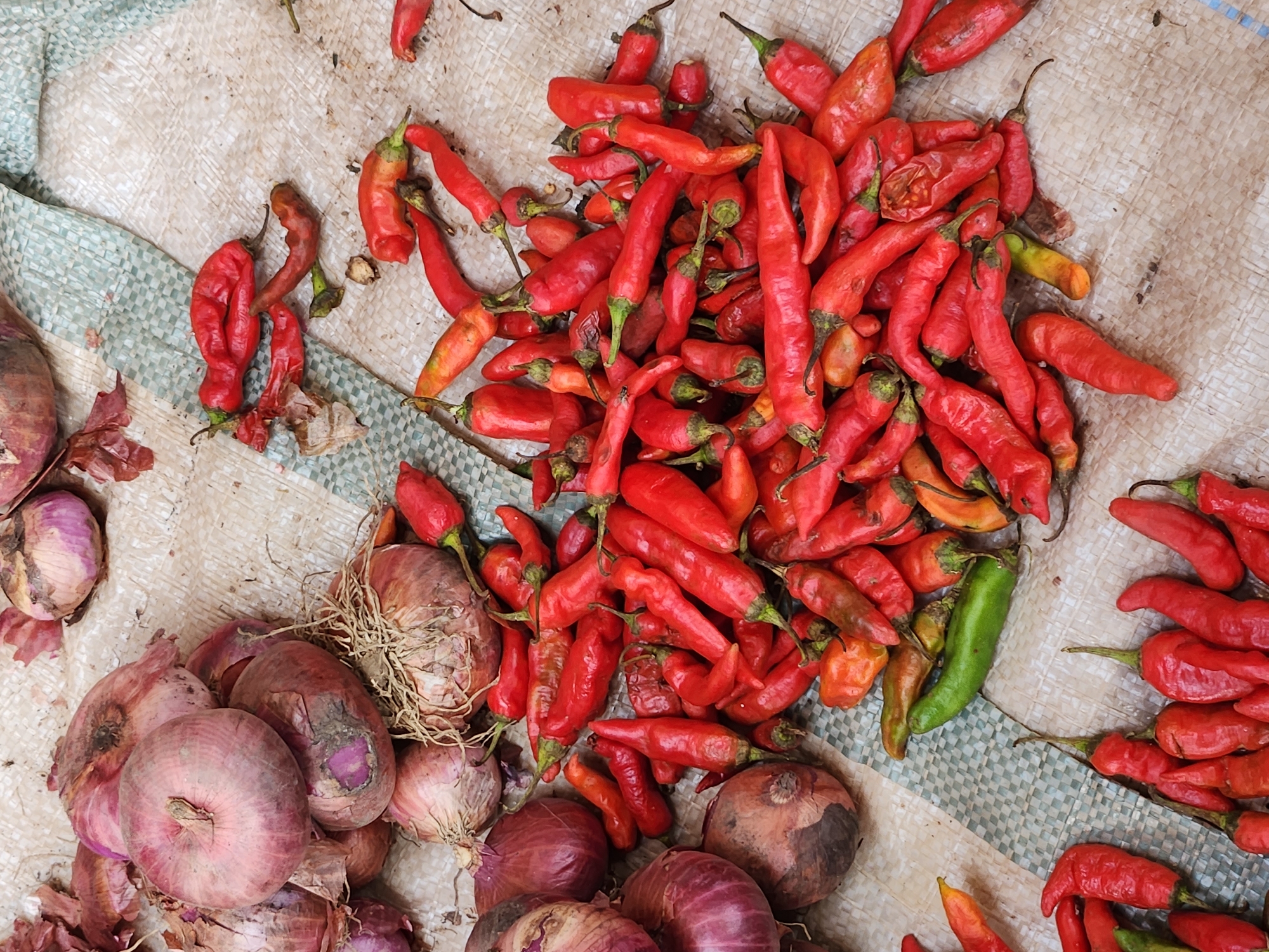 This image is a close-up, overhead shot of a pile of red chili peppers and red onions arranged on a light-colored, textured surface, likely a woven mat or tarp. The scene is likely a market stall or a food preparation area in Sabon Tasha, Nigeria.
The chili peppers are the dominant subject, with a large quantity of them spread across the frame. They vary in size and shape, with many appearing wrinkled and dried, suggesting they may be sun-dried or nearing the end of their freshness. Their color ranges from bright red to deep red, with some showing hints of orange and yellow, and a few green peppers are interspersed among them. Their stems are visible, and some appear to be slightly wilted.
Interspersed with the peppers are several red onions. These onions are mostly whole, with their outer skins visible, revealing shades of purple and brown. Some have their roots or dried stems still attached. One onion in the lower left of the frame is partially peeled, showing its pinkish-white inner layers.
The surface beneath the produce has a woven texture with a subtle checkered pattern in places, suggesting it might be a protective covering used in a market setting. The lighting appears to be natural daylight, casting soft shadows. There is no visible text in the image. The overall impression is one of fresh produce ready for sale or use.