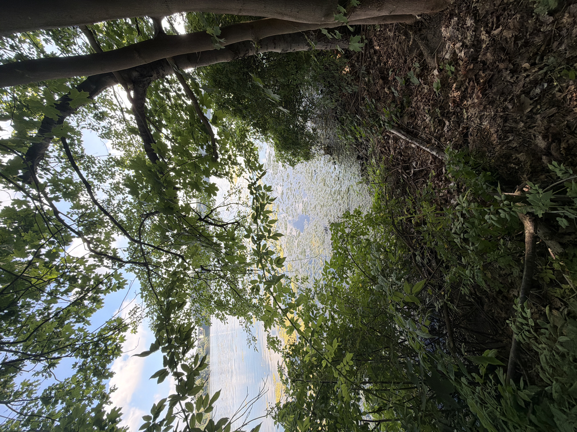 The image depicts a natural scene by a body of water, with lush green foliage in the foreground and middle ground. Sunlight filters through the leaves of trees that frame the view of the water, which appears calm and reflects the sky. Patches of green aquatic vegetation are visible on the surface of the water. The terrain on the right side of the image is covered in fallen leaves and branches, suggesting a wooded area. The overall impression is one of a serene, natural environment. The location is identified as the Wesel-Datteln Canal in Dorsten, Germany. There are no people or discernible man-made structures within the frame, beyond what might be implied by the canal itself.