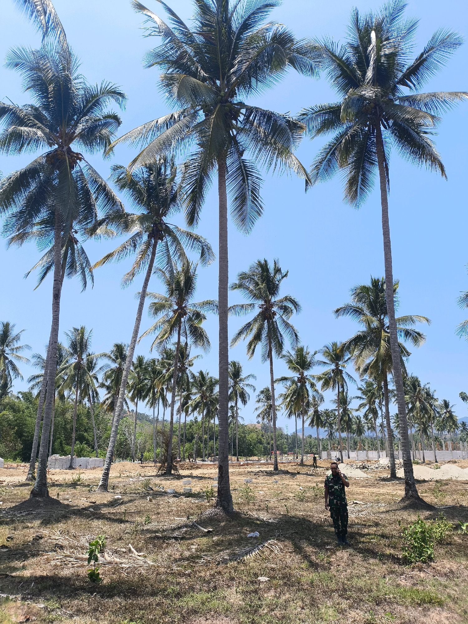 The image depicts a landscape dominated by numerous tall coconut palm trees under a clear blue sky. The ground is covered in dry, sparse vegetation and fallen palm fronds. In the background, there appears to be construction work with stacks of white materials and the beginnings of structures. A person in military camouflage uniform is standing in the middle ground, facing towards the left of the frame and holding what appears to be a mobile phone to their ear, engaged in a conversation. The scene suggests an outdoor environment, possibly a developing area in or near a tropical location. The location is identified as Modelomo, Indonesia.