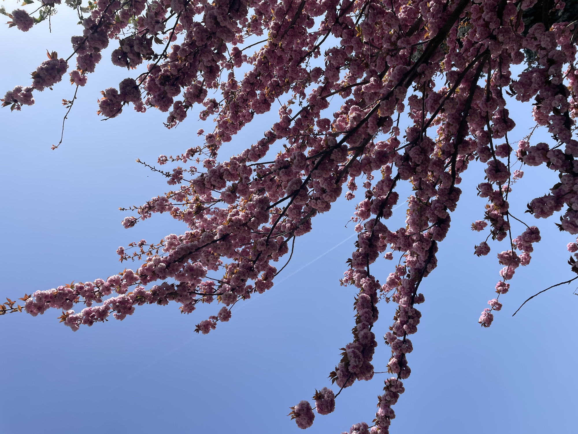 The image shows a view looking up into the branches of a flowering tree with pink blossoms against a clear blue sky. The branches are densely packed with the blossoms, creating a canopy effect. A contrail from an airplane is visible in the sky. The location in Keszthely, Hungary is not discernible from the image.