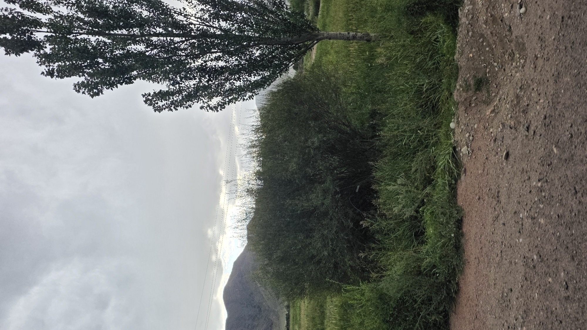 A medium shot captures a pastoral scene under a cloudy sky. In the foreground, a dirt road with scattered small stones runs horizontally across the bottom of the frame. Beyond the road, a dense, dark green shrubbery dominates the mid-ground, with tall green grasses growing around its base and extending to the left. To the right of the shrubbery, a slender, mature tree with a light-colored trunk and dark green foliage stands tall, its upper branches reaching towards the overcast sky. In the background, a field of green grass stretches towards a range of low, barren mountains under a grey, featureless sky. A few faint, parallel lines, possibly power lines, are visible against the distant mountains. The scene appears to be located in the vicinity of Semiz-Bel, Kyrgyzstan. No people are present.