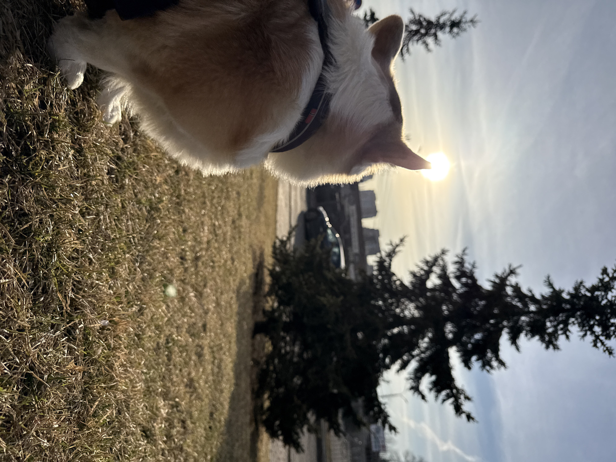 The image shows a corgi dog standing on a grassy patch with dry grass. The dog's rear end and part of its body are visible, with a black and grey harness around its chest. Behind the dog, a small evergreen tree stands silhouetted against a bright sky with the sun shining directly in front of the dog's ears. In the background, a blurred cityscape with buildings and cars is visible. The picture is taken outdoors on a sunny day. I am unable to determine the location is the city of Krasnoyarsk.