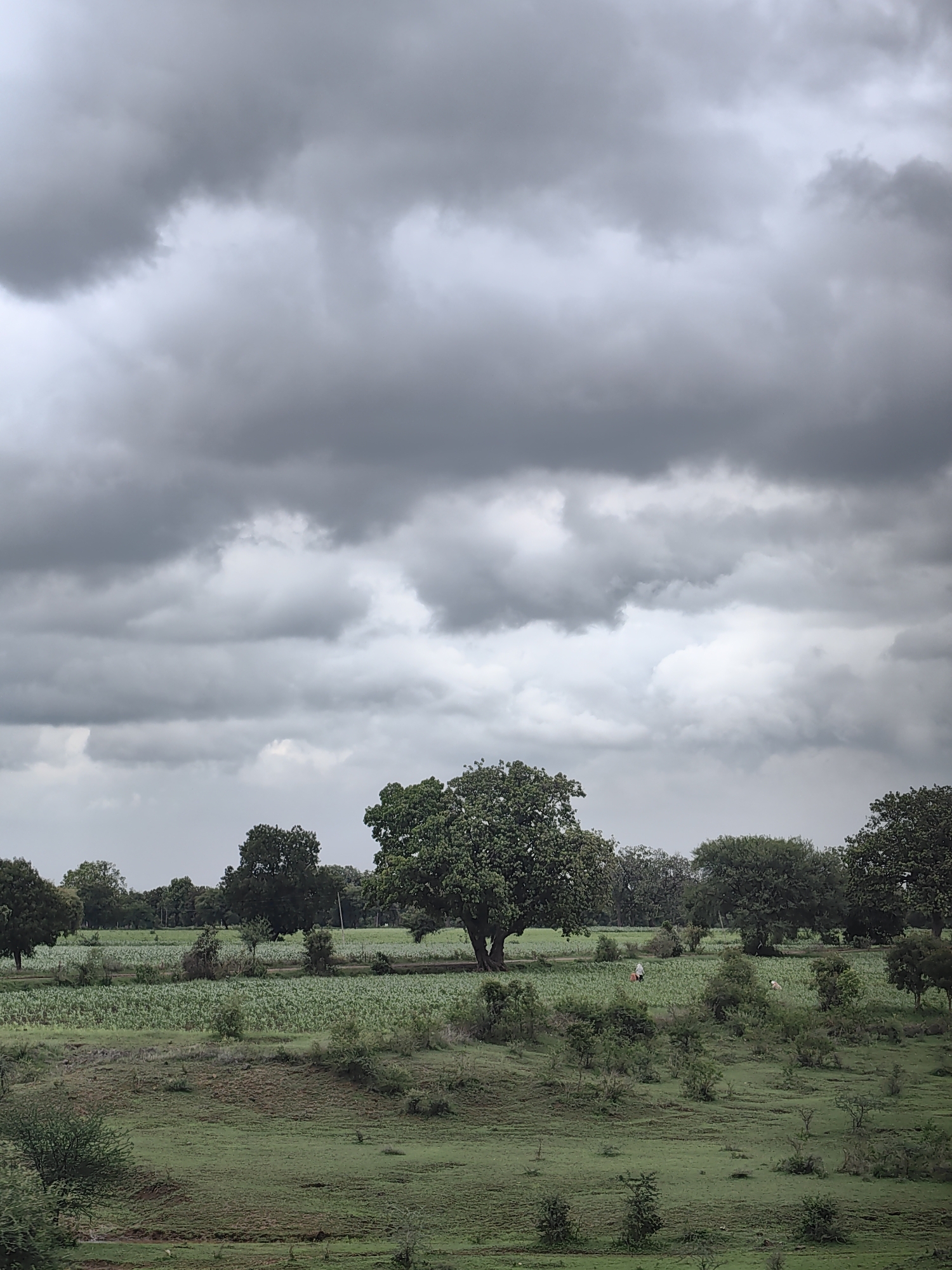 The image captures a cloudy day in the rural outskirts of Dongargoan, India. The sky is dominated by heavy, dark grey clouds, suggesting an impending rain. Below the dramatic sky, a vast expanse of lush green fields stretches across the landscape. In the mid-ground, a large, mature tree stands prominently, its green foliage providing a contrast to the muted tones of the sky and fields. Beyond this central tree, a field of crops is visible, appearing to be corn or a similar staple. A few individuals, small in scale due to the distance, can be seen working in this crop field, one of them carrying a red object. The foreground consists of gently rolling green terrain dotted with smaller bushes and trees. The overall impression is one of a tranquil, agricultural setting under a brooding sky.
