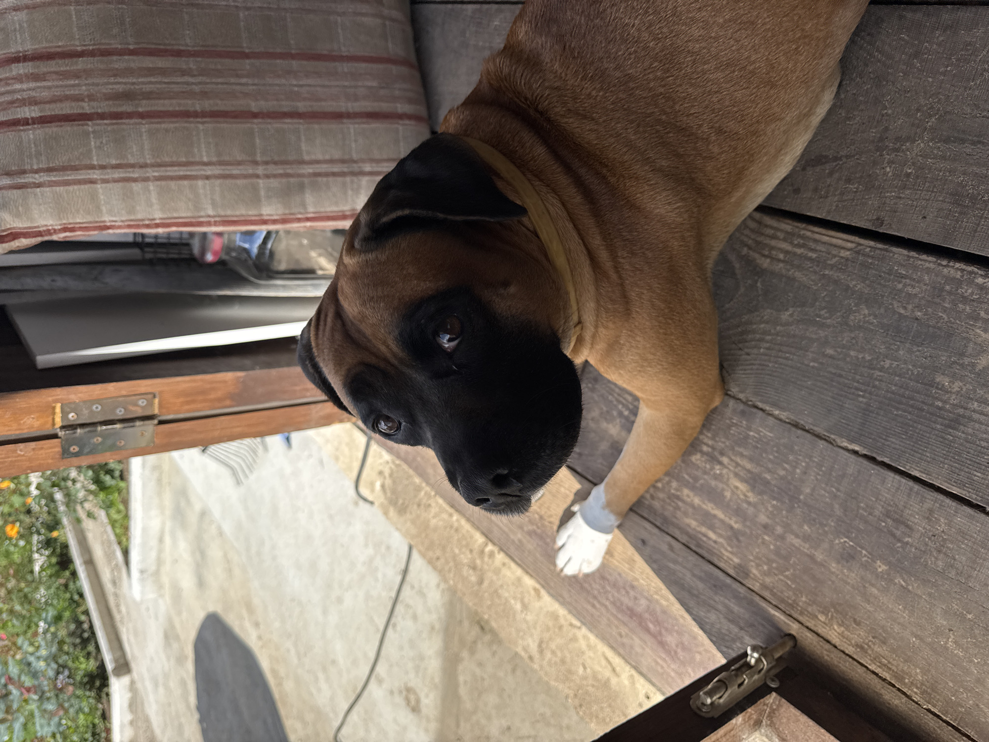 A medium shot captures a boxer dog lying on a wooden porch, looking upwards and to the left with a curious expression. The dog has a brown coat with a black face and ears, and it wears a yellow collar. Its right foreleg is extended, with a white bandage around its paw. The porch is made of weathered wooden planks, and a dark wooden door with a metal latch is partially open on the left side of the frame. Behind the dog, a cushion with red and white stripes is visible. In the background, a sunlit patio area with some greenery and flowers can be seen through the open doorway. The lighting suggests it is daytime, casting shadows on the porch. The scene is likely an outdoor residential setting, and without further context, the exact location in Chaikovsky, Russia cannot be determined from the image alone.