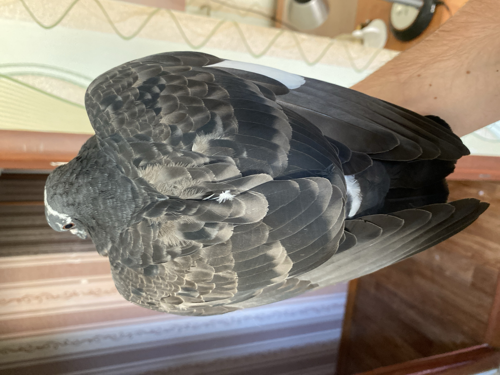 The image shows a rear view of a pigeon, held by a person's arm. The pigeon is predominantly gray and black with white patches on its wings. Its feathers are detailed and show a layered pattern. The background consists of vertically striped wallpaper and a wooden doorframe. A floor lamp and a table are partially visible in the background. The scene appears to be indoors, likely in a residential setting within the city of Protvino, Russia.