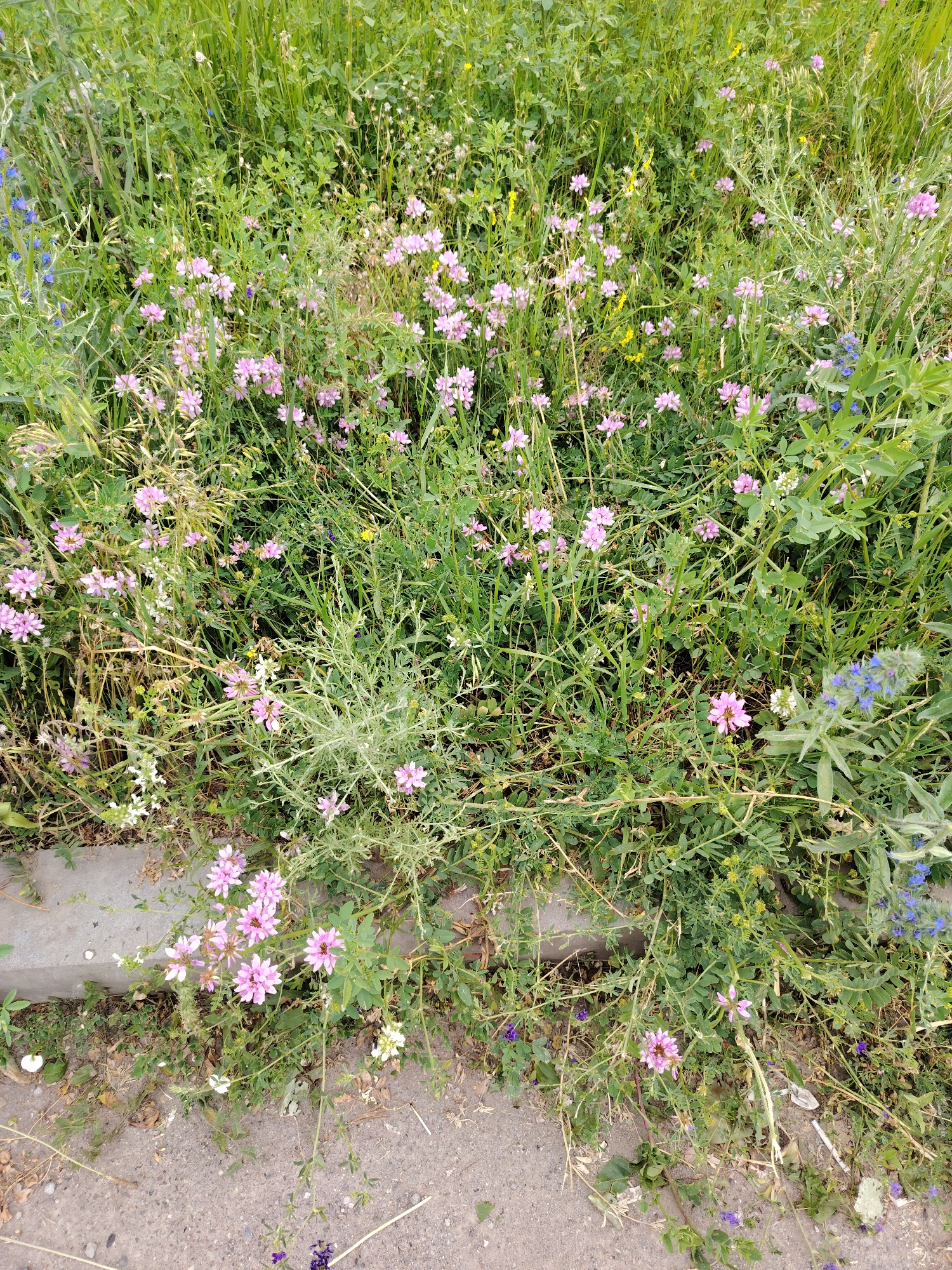 An overhead, eye-level shot shows a patch of wildflowers growing in an urban roadside setting. The flowers are a mix of pink, white, and yellow, with some blue wildflowers interspersed. The pink wildflowers are the most prominent, with many clusters of small, delicate blossoms. The flowers are growing in a dense patch of green grass and weeds, with a concrete curb and a gravelly dirt path visible in the foreground. The overall impression is one of wild, untamed beauty in an otherwise man-made environment.
