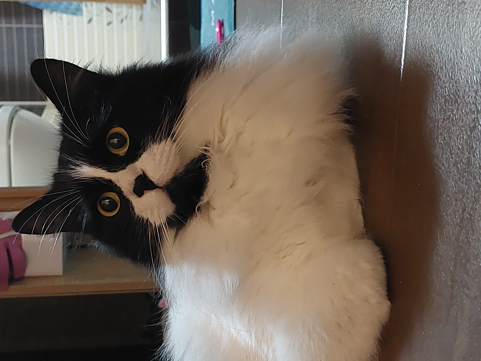 An engaging eye-level shot captures a black and white tuxedo cat lying down indoors, head tilted sharply to its left, looking directly at the camera with an attentive and curious expression. The cat has striking bright yellow eyes with narrow pupils, a white blaze running down its nose, and a white chin contrasting with its black fur. Long, prominent white whiskers extend from its muzzle. The cat's body is mostly white and fluffy, suggesting a relaxed posture.
The background on the left features a light-colored wooden surface, possibly a shelf, with a soft pink object partially visible below it. Further back and up, there are faint vertical lines, which could indicate blinds, a window with a grill, or a patterned wall. The right side of the image shows a textured, dark brown or grey surface, likely a wall or floor, with a subtle vertical seam or line running through it. A hint of a turquoise object is visible in the upper right background. The lighting is soft and ambient, characteristic of an indoor setting during the daytime. There is no visible text. The scene is set in a domestic environment in Plovdiv, Bulgaria.