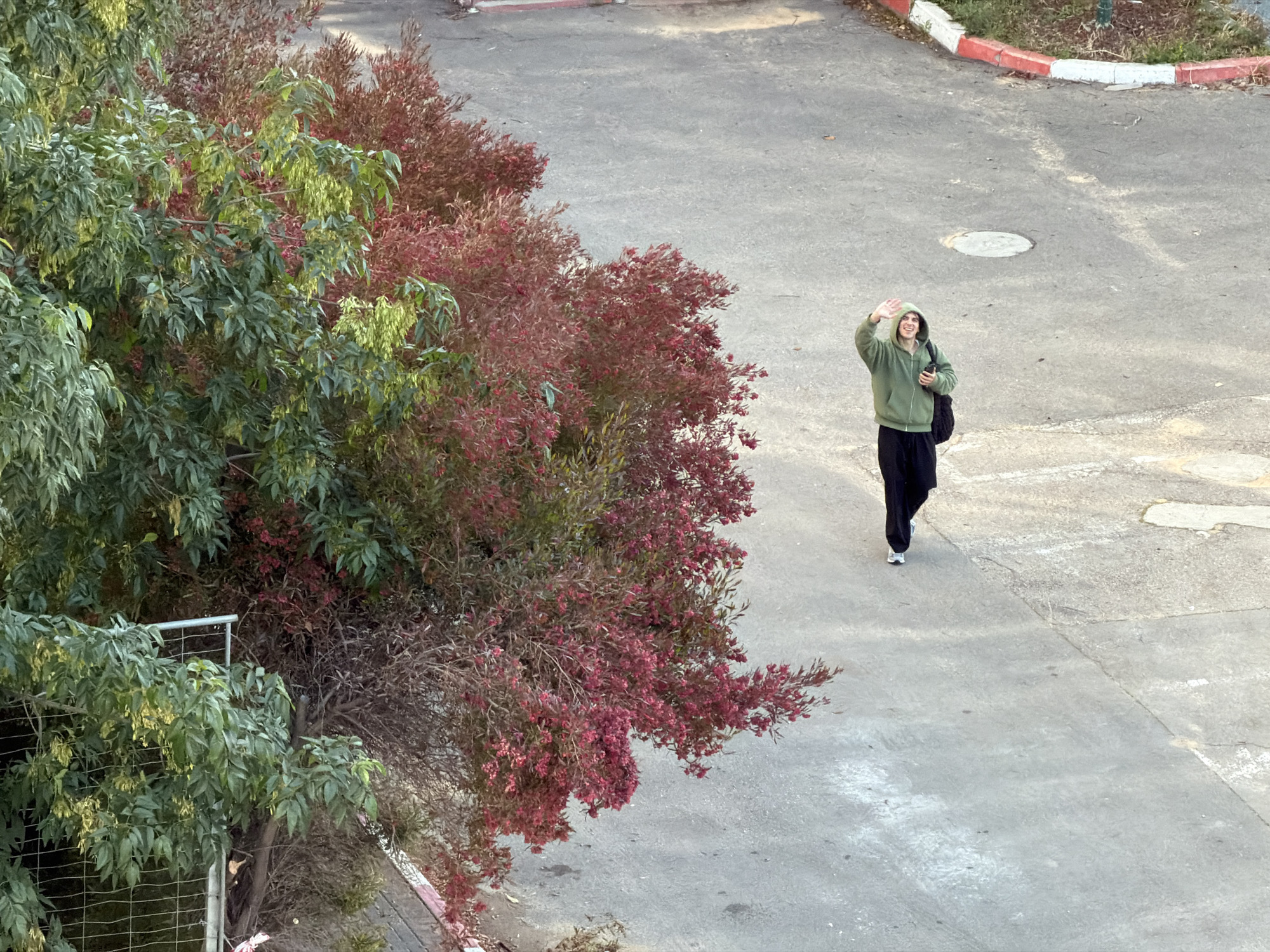 The image, captured from an elevated perspective, displays an outdoor scene in Tel-Aviv, Israel. A single individual is positioned on a light gray paved surface in the lower right quadrant. This person wears an olive-green hooded sweatshirt with the hood up, dark-colored pants, and white athletic shoes. A dark-colored backpack is slung over their left shoulder. The individual's right arm is raised, with the hand open and palm facing the viewer, in a waving gesture. The individual's mouth shows an upward curve at the corners.
The paved surface, possibly asphalt or concrete, exhibits various cracks and stains. A circular metal manhole cover is embedded in the pavement in the upper central area. Along the upper right edge of the paved section, a curb is visible, painted with alternating red and white stripes, bordering a patch of dry soil and sparse vegetation.
The left and central-upper portions of the image are dominated by dense foliage. On the far left, a tree with bright green, elongated leaves and clusters of yellowish-green seed pods is visible, partially obscured by a metal grid fence or railing at the bottom left. Adjacent to this, to its right, is a substantial bush or tree characterized by numerous small, dark red or magenta flowers or berries and reddish-brown leaves.