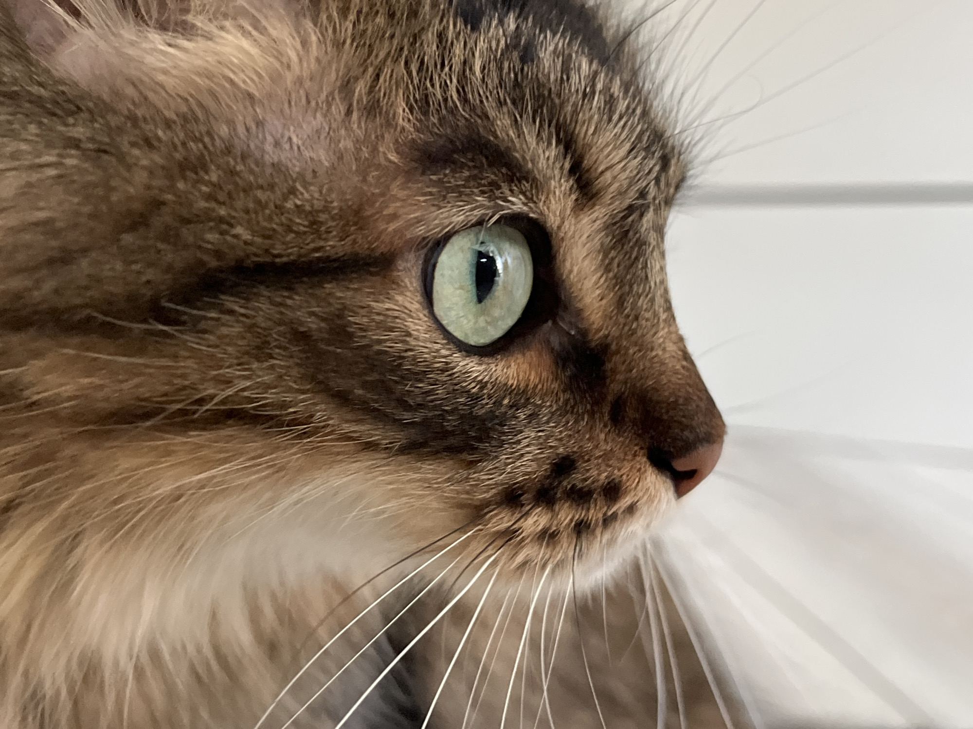 This is a close-up, side-profile photograph of a tabby cat's face, focusing on its eye and whiskers. The cat has light green eyes with dark pupils, and its fur is a mix of brown, black, and cream. The background is out of focus, appearing to be a light-colored wall or surface with horizontal lines. The lighting suggests it is daytime, but the weather is not discernible. The cat's expression is alert and curious. There is no visible text in the image. The location context provided is Babruysk, Belarus.