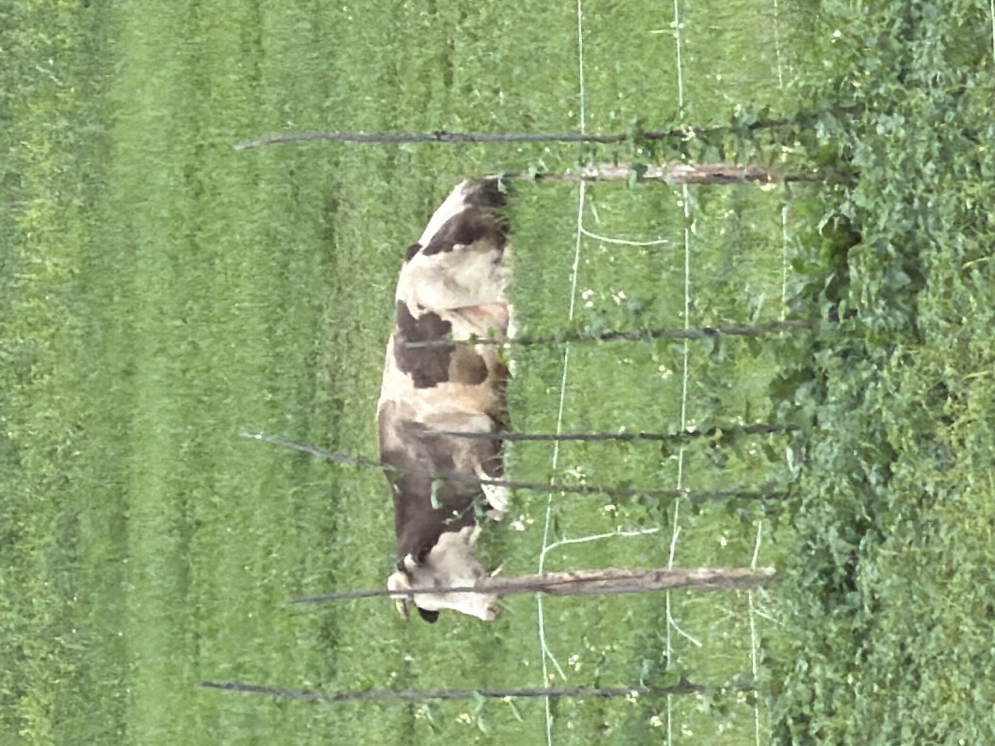 A cow with brown and white patches is lying down in a grassy field in Stróża, Poland. The cow is facing to the left and appears to be eating grass. The field is green and there are some small white flowers scattered throughout. In the foreground, there are several thin wooden stakes with vines growing on them, and a thin white wire runs between the stakes, forming a fence. The background is out of focus and shows more green grass.