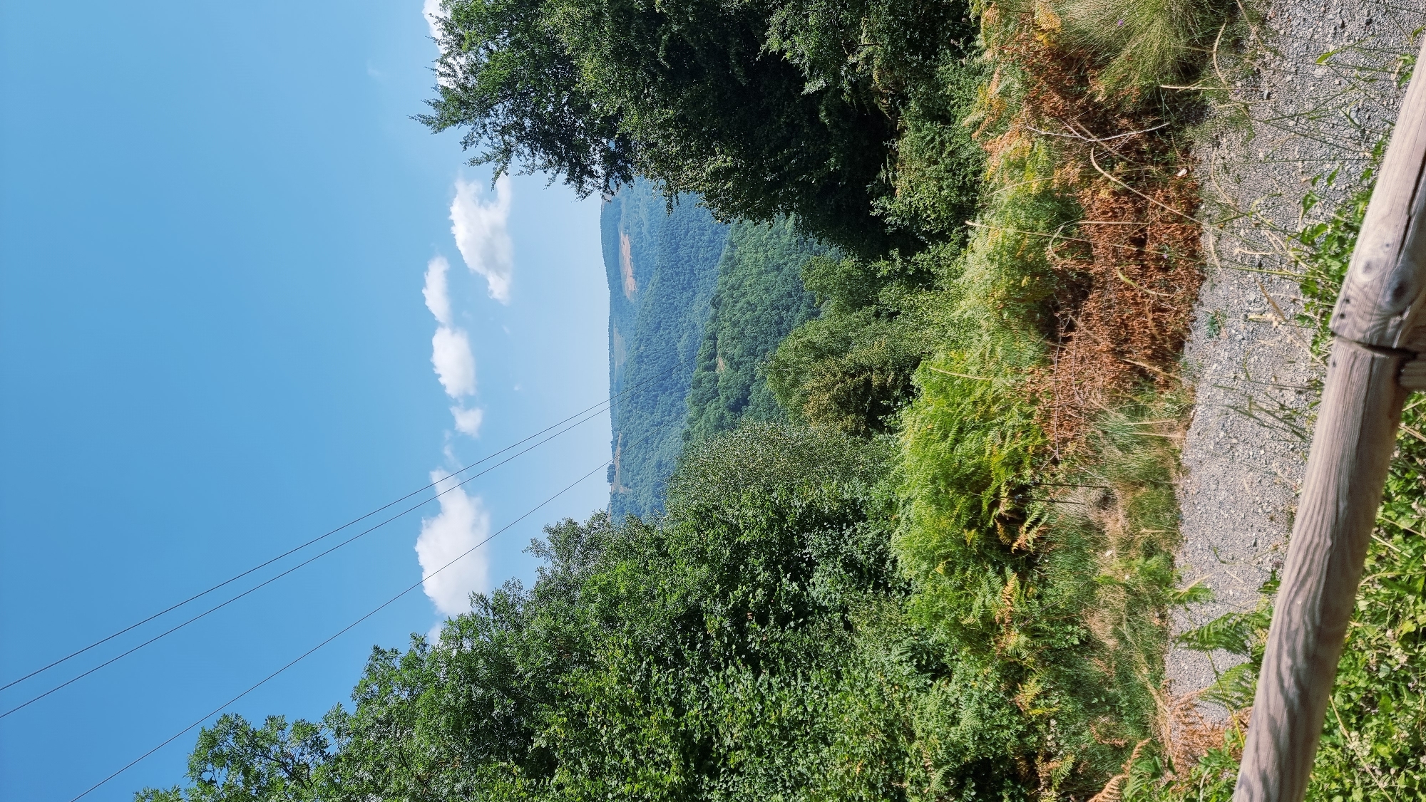 The image depicts a natural landscape with rolling green hills under a clear blue sky with scattered white clouds. In the foreground, dense green trees and ferns line a gravel path, partially obscured by a wooden railing. Overhead, two power lines stretch across the frame. The background reveals a vast expanse of forested mountains, characteristic of the mountainous terrain found in and around Molló, Spain. There are no people or animals visible in the scene.
