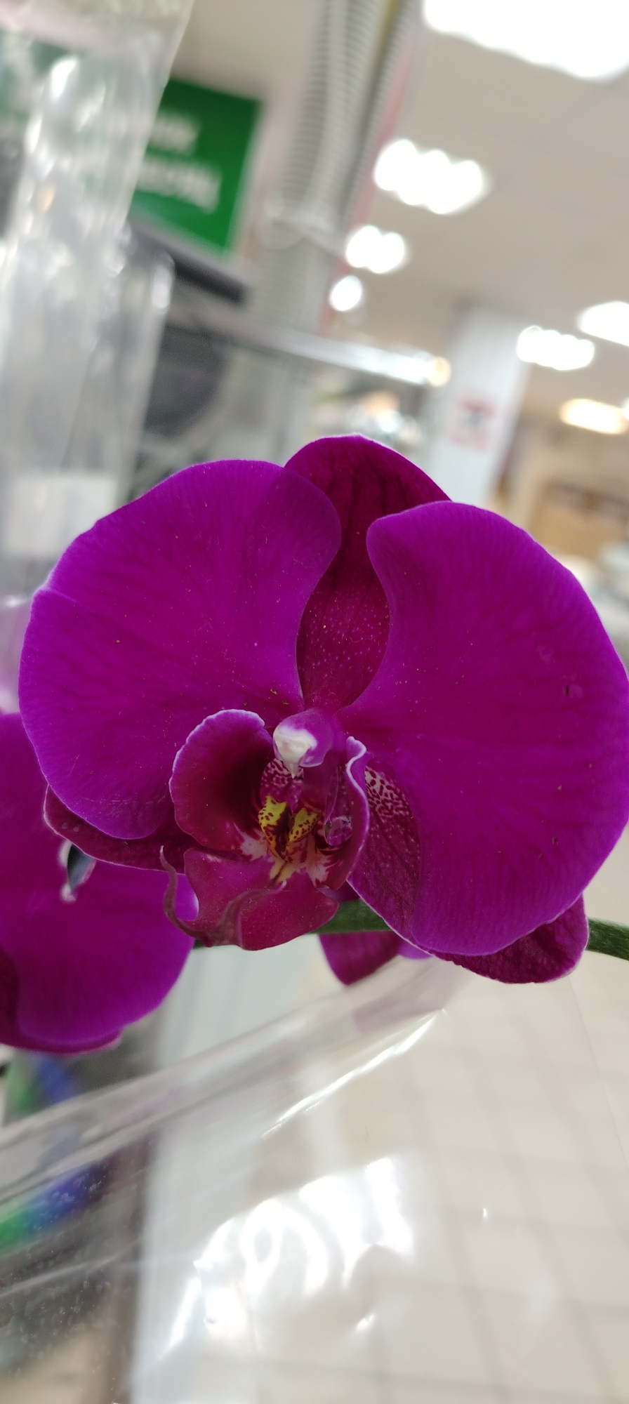 A close-up shot showcases a vibrant purple orchid flower in what appears to be an indoor setting, likely a store or public building given the blurred background suggesting aisles and overhead lighting fixtures. The flower is the focal point, displaying intricate details of its petals and inner structures, with subtle variations in color and texture. The presence of a clear plastic wrap or container partially enclosing the flower indicates it is being sold or displayed. While a specific location within Chaikovsky, Russia, cannot be definitively determined from the image, the background suggests a commercial establishment or retail space.