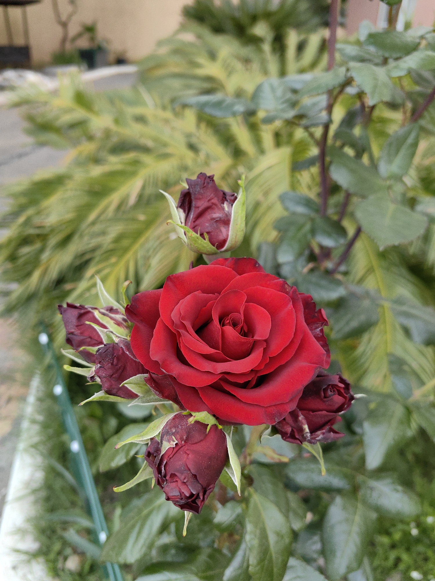 A vertical photographic image captures a close-up view of a vibrant dark red rose and several accompanying buds, set against a highly blurred, lush green background consistent with a garden or public park environment in Sochi, Russia.
The central subject is a fully open, healthy dark red rose, positioned slightly below the image's center. Its petals are tightly furled into a classic spiral pattern, exhibiting rich crimson tones with subtle darker shadows in the deepest folds. Surrounding this main bloom are approximately five to six smaller rosebuds, which appear to be in various stages of development or decline, ranging in color from deep burgundy to almost black. These buds are partially encased by green sepals, with some showing signs of slight wilting or dryness, creating a stark contrast with the pristine central rose.
The background is a soft, out-of-focus tapestry of green foliage. To the left, lighter green, elongated, and somewhat feathery leaves are visible, suggestive of subtropical vegetation common in Sochi, such as palm fronds or ferns, with bright yellowish-green highlights. To the right and further back, darker green, broader-leafed foliage is present. A few dark, reddish-brown stems are interspersed among these blurred leaves. In the upper left corner, a faint, blurred tan or beige architectural surface suggests a building or wall, while below it, a grey, indistinct ground surface implies a pathway or sidewalk. A subtle vertical green line with two small white dots, possibly a plant support stake, is visible in the far-left foreground.
No people, animals, or man-made objects other than the potential architectural elements and plant support are visible. The scene is illuminated by natural daylight, casting soft shadows and highlighting the texture of the rose petals.