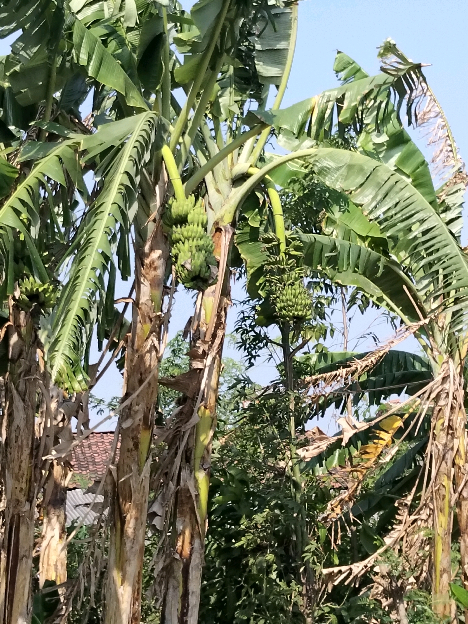 In Gempolan, Indonesia, a cluster of banana trees stands against a clear blue sky. The trees are laden with unripe, green bananas, with several bunches visible. Some of the banana leaves are large and green, while others are dry and brown, suggesting different stages of growth or natural shedding. The rough, fibrous trunks of the banana plants are prominent. In the background, a tiled roof of a building can be seen, hinting at a residential area. The overall scene is one of natural growth and fruit bearing within a tropical environment.