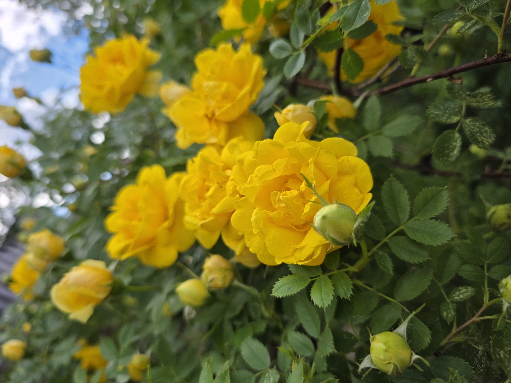 The image shows a close-up view of a bush with bright yellow roses and green leaves. Several roses are in full bloom, with multiple layers of petals. Some rose buds are also visible, in various stages of development. The background is blurred, showing more of the rose bush and a hint of the sky. The scene appears to be outdoors, likely in a garden or park, given the natural growth of the plants. The image does not contain any people or evidence of human activity. The context of Chaikovsky, Russia, suggests this might be a typical scene from a Russian garden during the blooming season.