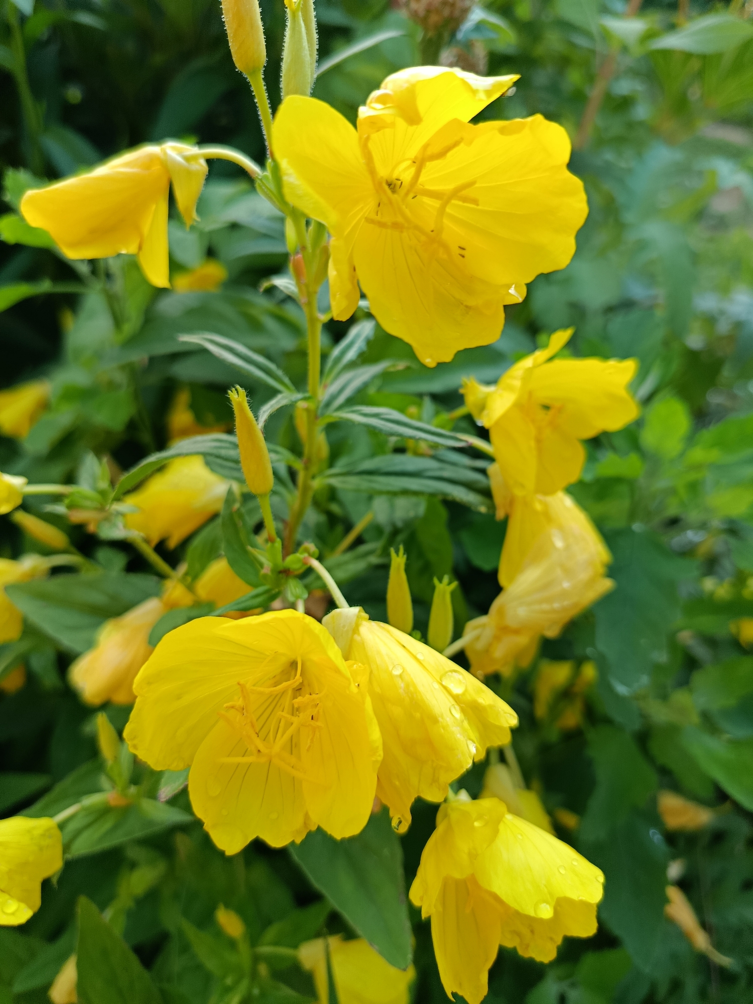 A close-up, eye-level, vertical shot captures a cluster of yellow evening primrose flowers in bloom, with green foliage and blurred out-of-focus flowers forming the background. The flowers are characterized by their bright yellow petals, some of which are slightly wilted, and prominent stamens. Several water droplets are visible on the petals and leaves, suggesting recent rain or dew. The scene is natural and appears to be outdoors, possibly in a garden or park setting within the city of Verеyа, Russia. There are no people or animals present in the image.