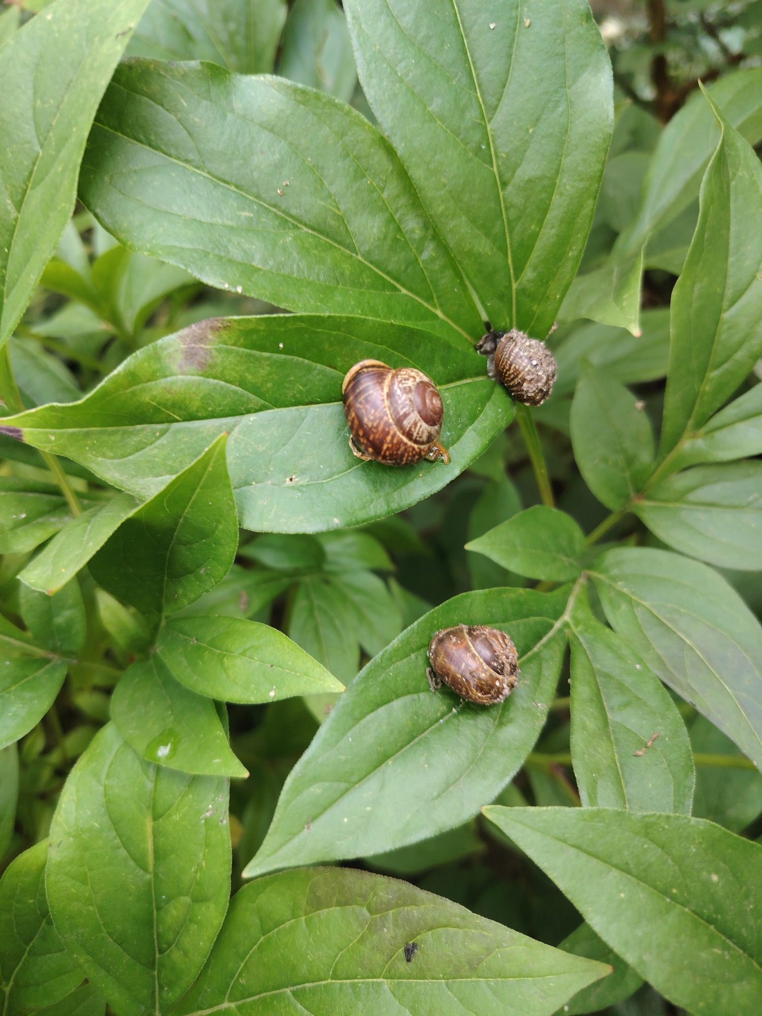 Three snails are visible on the surface of large, green leaves. One snail, positioned in the upper left quadrant of the image, is a light brown color with a spiraled shell. A second snail, located to the right of the first, is darker brown and appears to have a rougher shell texture, possibly covered in debris. The third snail is situated in the lower center of the image, also dark brown with a textured shell. The background consists of more out-of-focus green leaves. The scene is outdoors, with natural lighting. The image provides no information about Konakovo, Russia, or any specific geographical context.