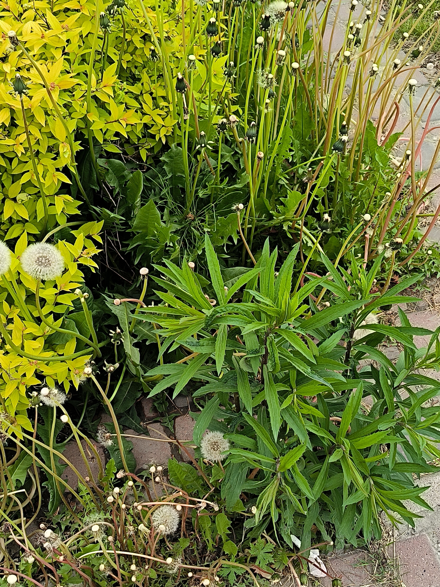 This media file is a close-up, high-angle shot of a garden bed filled with various plants. The scene is dominated by lush green foliage, with a prominent clump of bright yellow-green leaves on the left, possibly a shrub like a Japanese spirea. Interspersed among the greenery are numerous dandelion stalks, many with seed heads in various stages of development – some are fluffy white seed balls, others are closed buds or spent flower heads. One large, fully formed dandelion seed head is clearly visible on the left.
In the center and right of the frame, there's a denser patch of plants with elongated, serrated green leaves, contrasting with the feathery dandelion leaves. The ground beneath the plants appears to be a mix of dark soil, dried grass, and some red brick paving stones visible on the right edge, suggesting a garden path or border.
The lighting appears to be natural daylight, possibly mid-morning or late afternoon, given the brightness and the absence of harsh shadows. The weather seems pleasant, suitable for outdoor growth, with no indication of rain or extreme conditions.
There are no people or animals visible in the image, and no text is present. The overall impression is one of a natural, slightly unkempt garden setting, capturing the transition of dandelions from flower to seed. The location context of Yuzhno-Sakhalinsk, Russia, would suggest this is likely a temperate climate garden experiencing late spring or early summer conditions, when dandelions are prevalent.