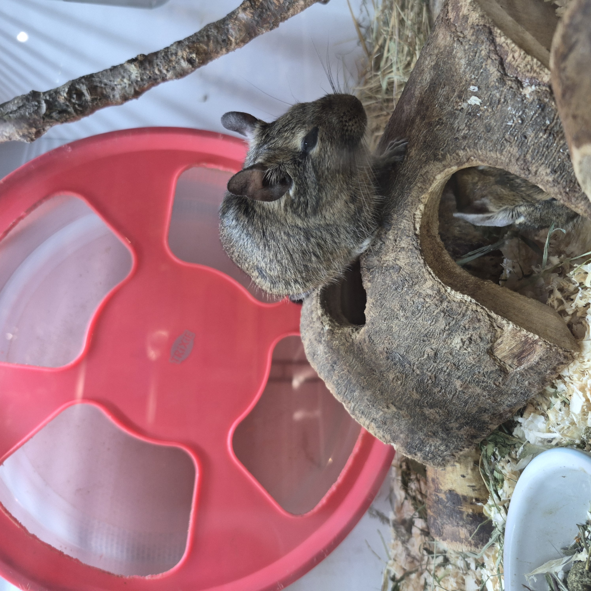An adult degu, with mottled gray and brown fur, sits on a hollowed-out log within its enclosure. The degu is facing left, with its right eye clearly visible. Its ears are perked up. In the background, a large, bright pink wheel, likely a hamster wheel, is partially visible on the left. A thin, textured branch extends vertically from the upper right of the frame. The enclosure's floor is covered with wood shavings and some hay. Another degu, or possibly a juvenile, is partially visible inside the hollow of the log. The image appears to have been taken indoors, in a controlled environment such as a pet store or a home. There is no discernible indication of the location being in Gdańsk, Poland, or any specific city.