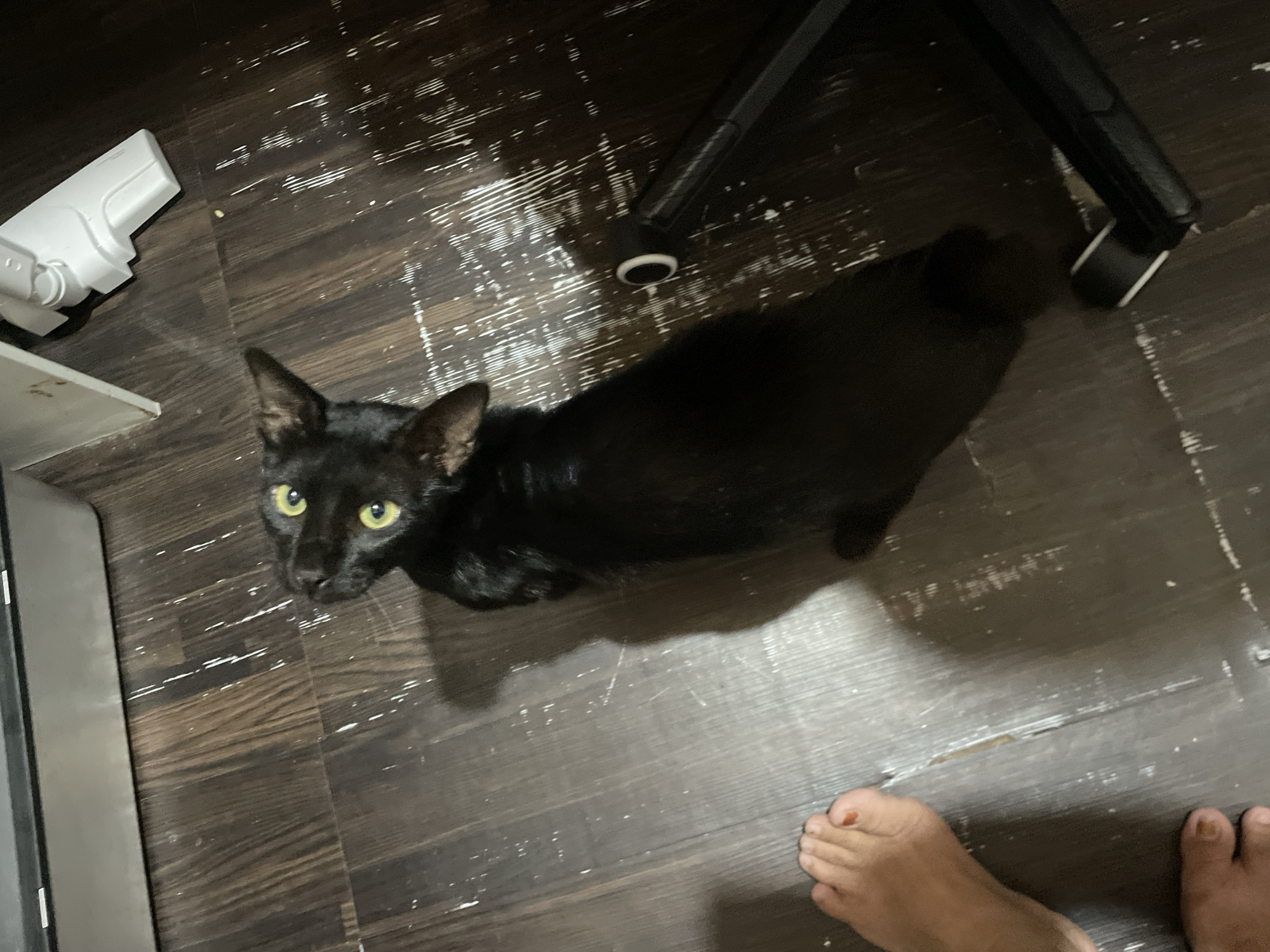 The image captures a close-up, high-angle view of a black cat indoors, looking directly at the camera. The cat has sleek black fur and distinctive bright green-yellow eyes, and is positioned on a dark brown wooden or laminate floor. The floor shows numerous light-colored scuff marks or streaks, indicating wear. In the bottom right corner, a bare human right foot is visible, with a reddish mark or abrasion on the big toe; a portion of a second foot is partially cropped on the left.
To the upper left of the frame, a white, plastic object, possibly part of a vacuum cleaner or similar household appliance, is present. In the upper right, a black leg and wheel of an office chair are visible. The setting is an indoor environment, likely a home in Davao City, Philippines. The lighting suggests an interior space without strong natural illumination. The cat's direct gaze implies an interaction with the person taking the photograph, perhaps seeking attention or observing. No visible text is present in the image.