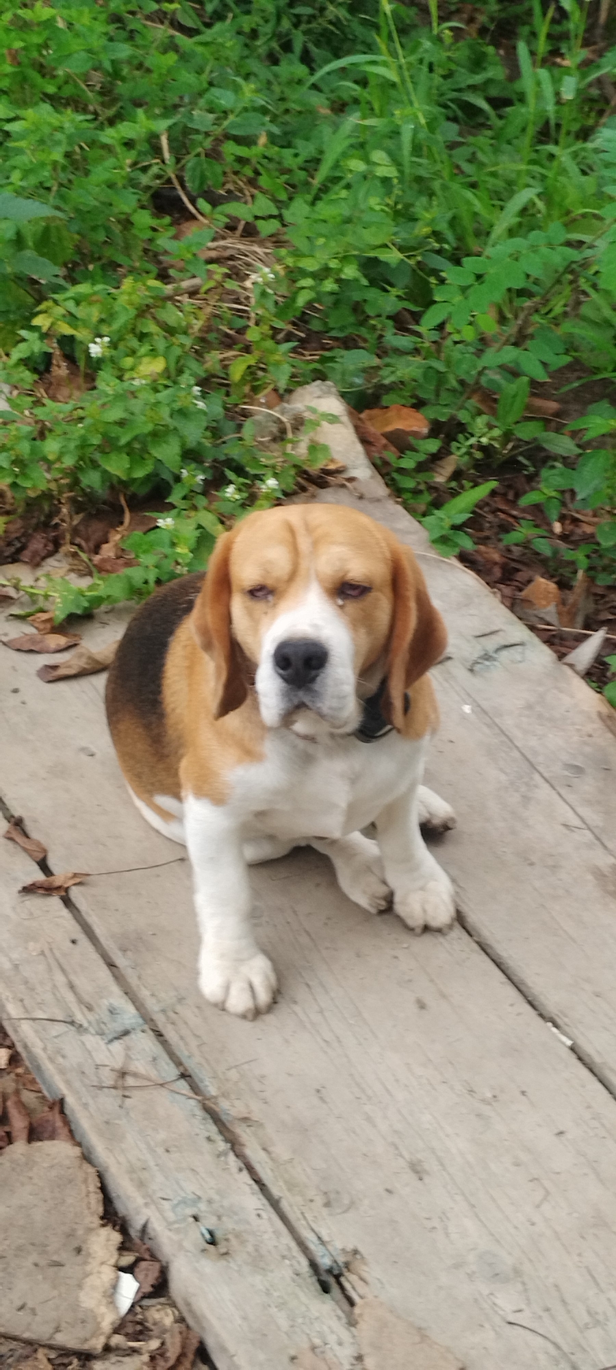 A beagle dog sits on a wooden platform outdoors, with lush green foliage and some dry leaves in the background. The dog is tri-colored with brown, white, and black markings. It has floppy ears, a dark nose, and its expression appears somber. The wooden platform is made of weathered planks, and there are some scattered leaves and debris on and around it. The lighting suggests it is daytime.