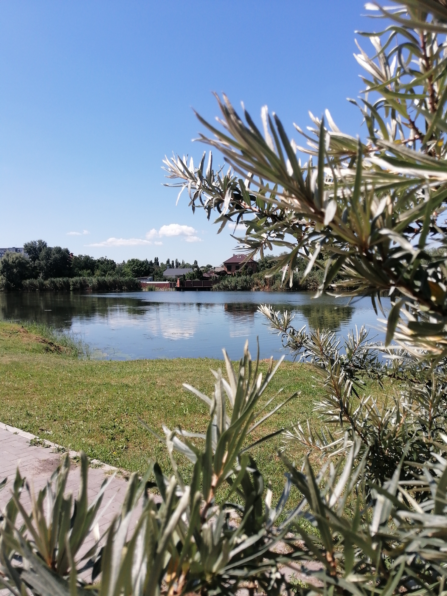 The image shows a serene waterscape with a foreground of silvery-green foliage. In the background, a calm body of water reflects the clear blue sky and scattered white clouds. The far bank is lined with dense green trees and shrubs, interspersed with residential buildings. A paved walkway is visible in the lower left corner of the image, adjacent to a grassy area. The overall impression is one of a peaceful, sunlit day by the water. This scene is consistent with the appearance of the banks of the Dnipro River within the city of Kremenchuk, Ukraine, known for its picturesque riverfront areas and residential developments along the water.
