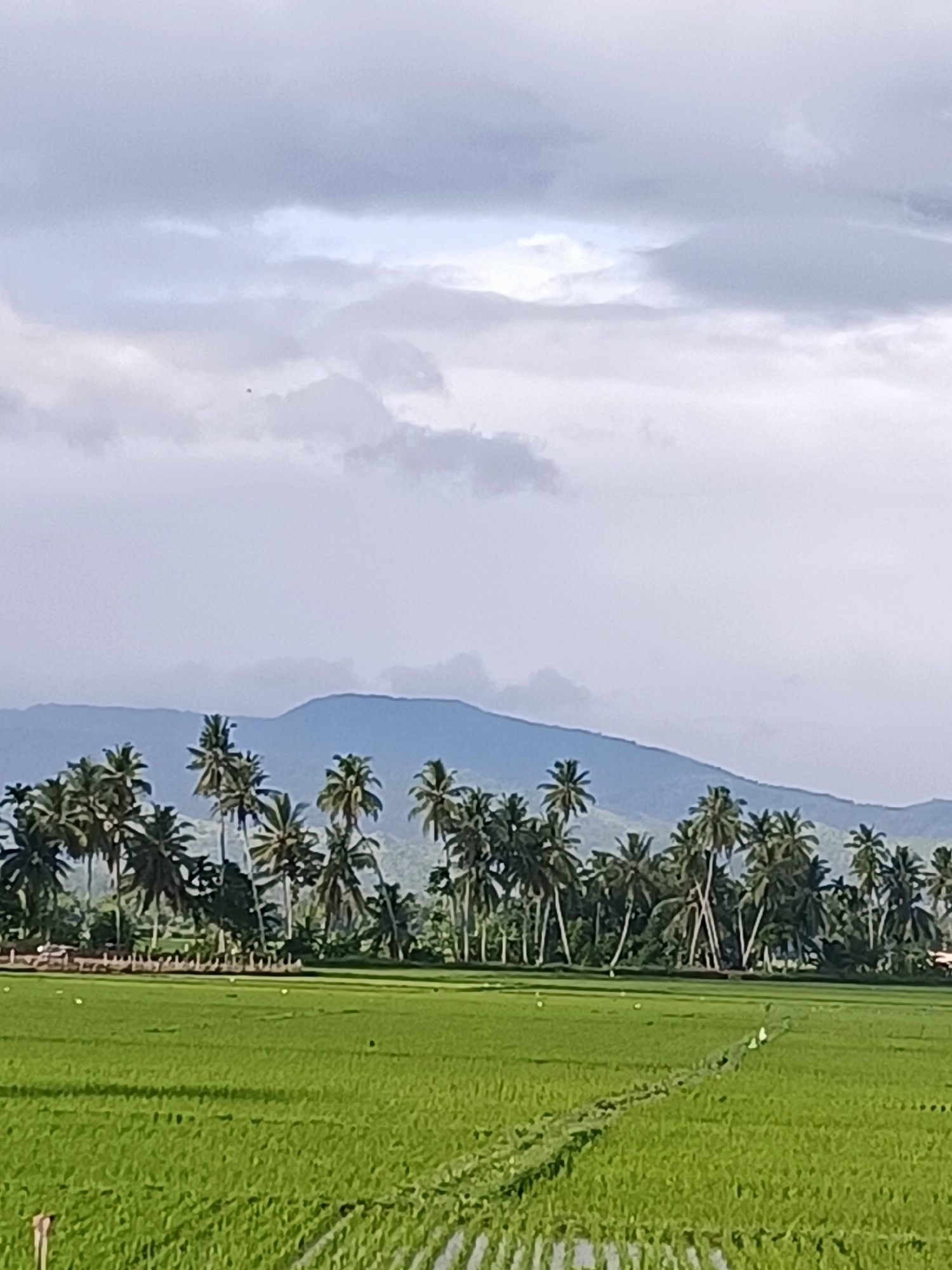 In Pulo Dayah, Indonesia, a vast, vibrant green rice paddy stretches towards the horizon under a cloudy, overcast sky. The field is dotted with shallow pools of water reflecting the muted light. A textured, winding path, possibly a water channel or a farmer's track, carves a diagonal line through the foreground of the paddy. Beyond the paddy, a dense line of tall, mature coconut palm trees stands out, their fronds a lush green against the lighter sky. In the distance, a range of softly blue, undulating mountains forms a picturesque backdrop. The overall scene is one of natural beauty and rural tranquility.