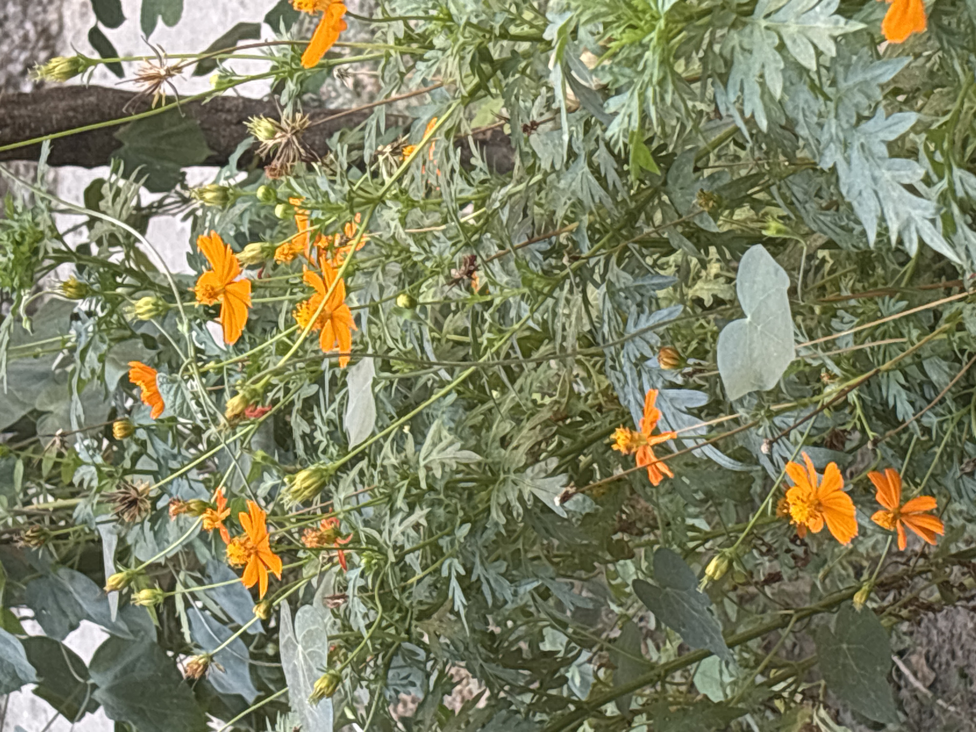 In Taraz city administration, Kazakhstan, a close-up, low-angle shot captures a cluster of vibrant orange cosmos flowers blooming amidst lush green foliage. The flowers, with their delicate, ray-like petals, are the focal point, some fully open and others in bud. The background consists of densely packed leaves and stems, with a glimpse of a textured tree trunk and a light-colored, out-of-focus surface on the right. The lighting suggests a natural outdoor environment, possibly a garden or park, with soft illumination enhancing the colors of the flowers and the textures of the leaves. No people or animals are visible in the frame.