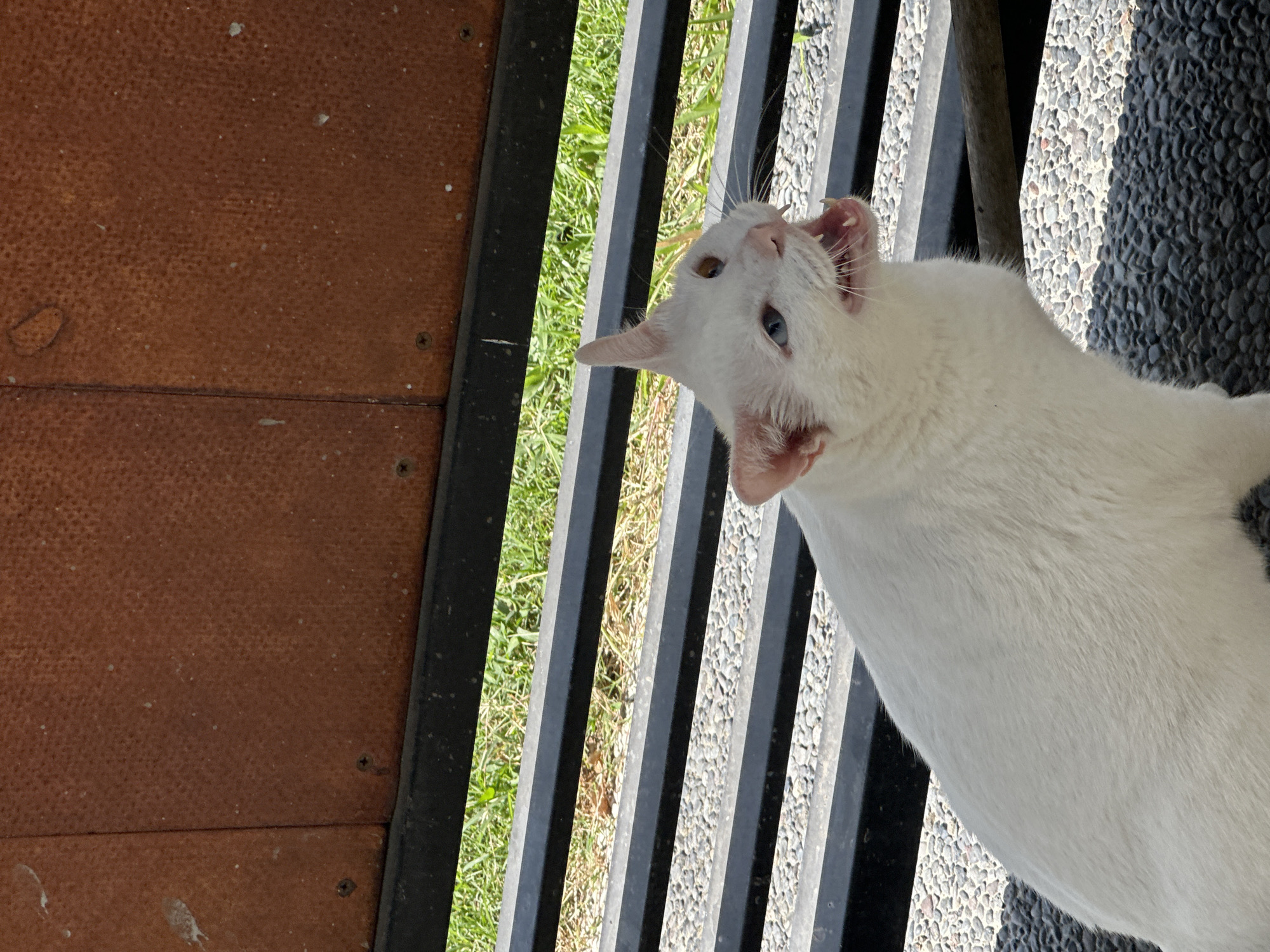 A white cat with heterochromia, one blue eye and one gold eye, is sitting on a pebbled surface under a structure with a brown, textured panel and black metal bars. The cat is facing to the right, with its mouth open and teeth bared, appearing to be meowing or hissing. Blades of green grass are visible between the black bars. The scene is outdoors, likely in a public area given the bench-like structure. No people are present. The overall impression is that of an alert or agitated animal in an urban or semi-urban environment in Sukawati, Indonesia.