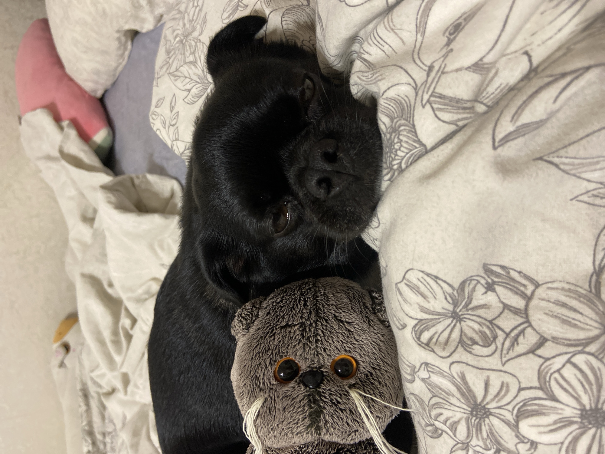 A black pug dog is lying on a bed with a stuffed animal. The dog is resting its head on the stuffed animal. The bed is covered with a floral patterned blanket. The background is blurred, but it appears to be a bedroom. There are no people visible in the image. The image was taken in Revda, Russia.