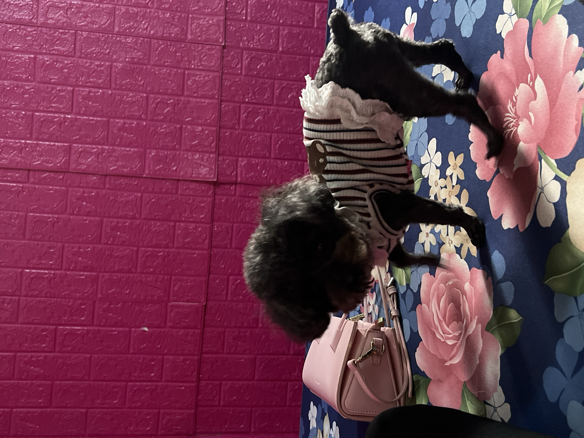 The image displays an indoor scene, rotated 90 degrees clockwise from its natural orientation. On the left, a wall is covered with bright magenta brick-patterned panels. On the right, a vibrant blue fabric with a large floral pattern, featuring prominent pink roses and smaller blue and white flowers, covers a surface, possibly a bed or floor.
A small black dog, possibly a poodle, is seen on the floral fabric, wearing a striped shirt with a white ruffled collar. Its body is partially visible, with legs extended across the patterned surface, suggesting it is resting or posing. A pink handbag with gold-colored hardware is placed near the dog, hanging or resting against the floral fabric.
The overall lighting suggests an indoor setting, possibly with artificial light, and no specific time of day is discernible. There is no visible text or identifiable human subject. The provided context indicates the location is Bình An, Vietnam, though no specific visual cues in the image confirm this.